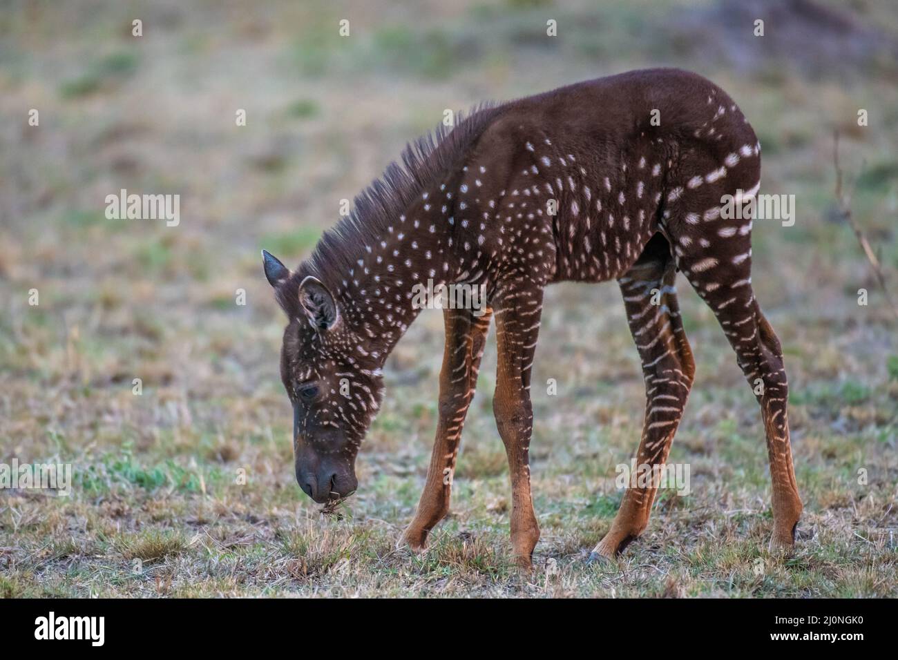 Dieses einzigartige Zebra-Fohlen tauschte Streifen gegen Flecken aus und wurde mit einem seltenen Zustand namens Pseudomelanismus geboren, der sein Fellbild beeinflusst. Stockfoto