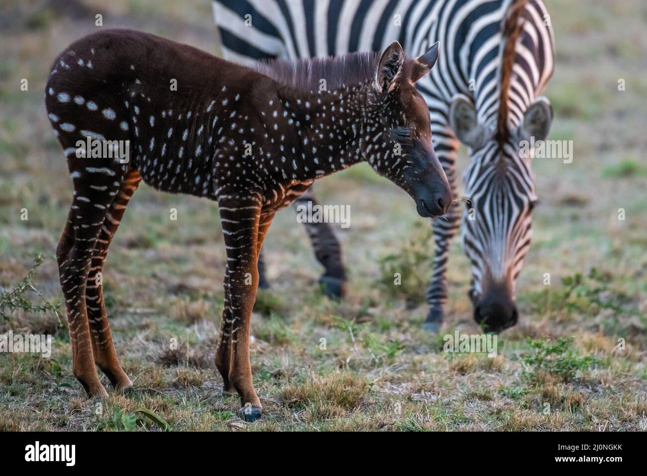 Dieses einzigartige Zebra-Fohlen tauschte Streifen gegen Flecken aus und wurde mit einem seltenen Zustand namens Pseudomelanismus geboren, der sein Fellbild beeinflusst. Stockfoto