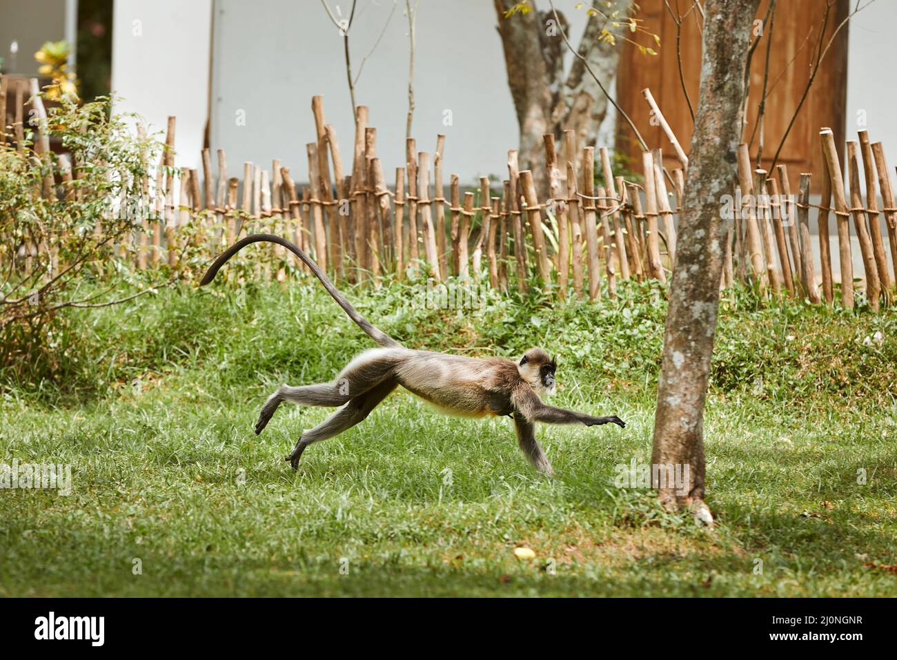 Schnell laufender Affe im Gras. Langur in Bewegung gegen Haus im Dorf in Sri Lanka. Stockfoto