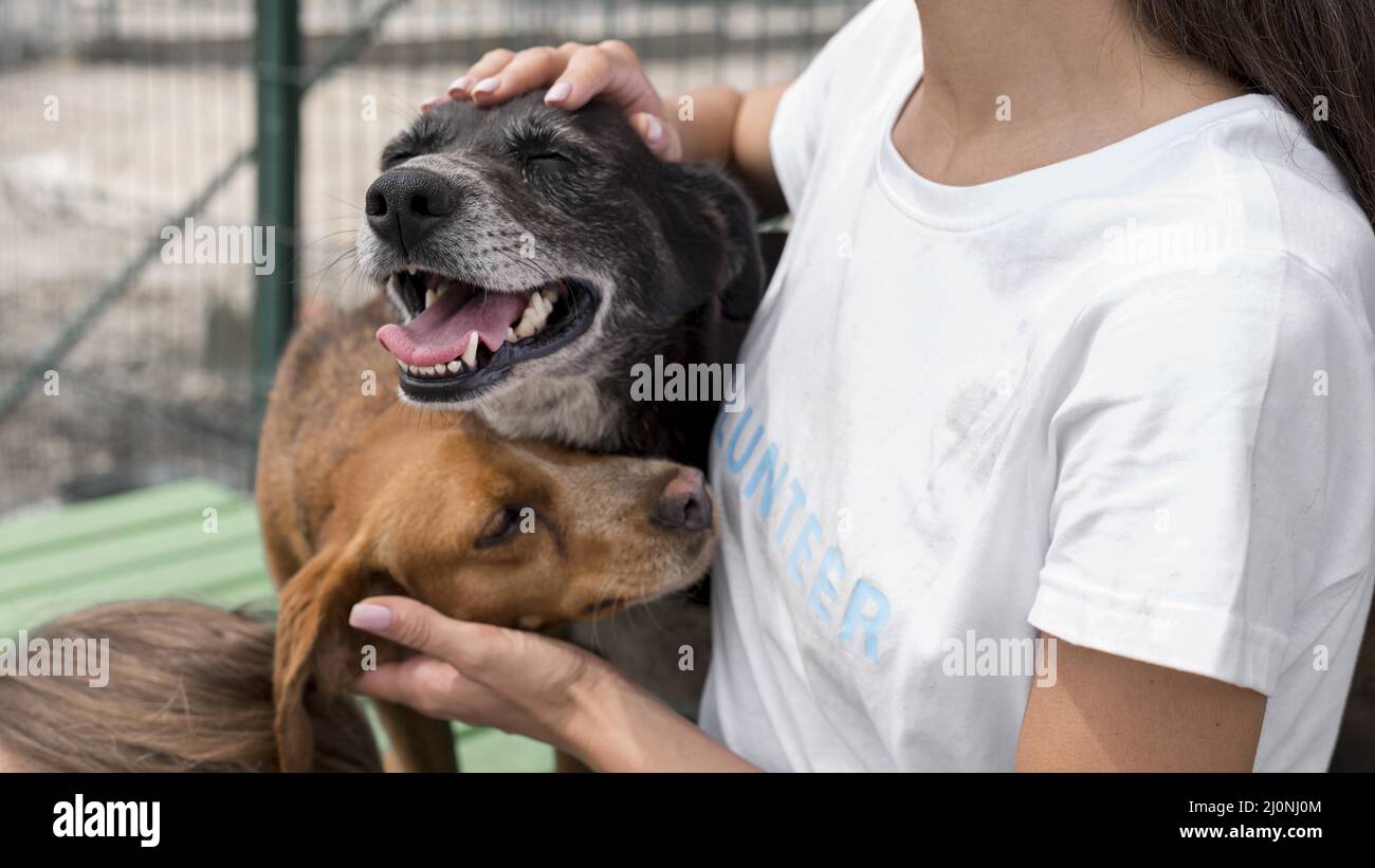 Frau, die im Tierheim mit heilenden Rettungshunden spielt. Hohe Qualität und Auflösung schönes Fotokonzept Stockfoto