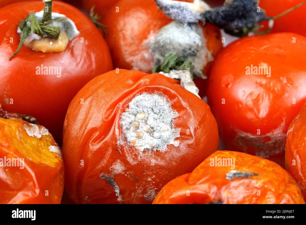 Verdorbene verfaulte Tomaten, Fäulnisschimmel auf Gemüse, Haufen Bio-Abfälle. Lebensmittelverlust und Lebensmittelverschwendung. Nahaufnahme. Stockfoto