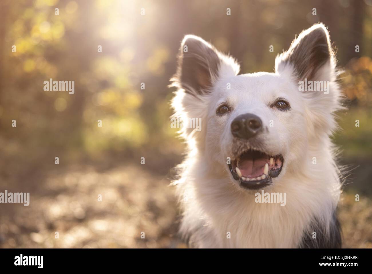 Portrait schöner Hund . Hohe Qualität und Auflösung schönes Fotokonzept Stockfoto