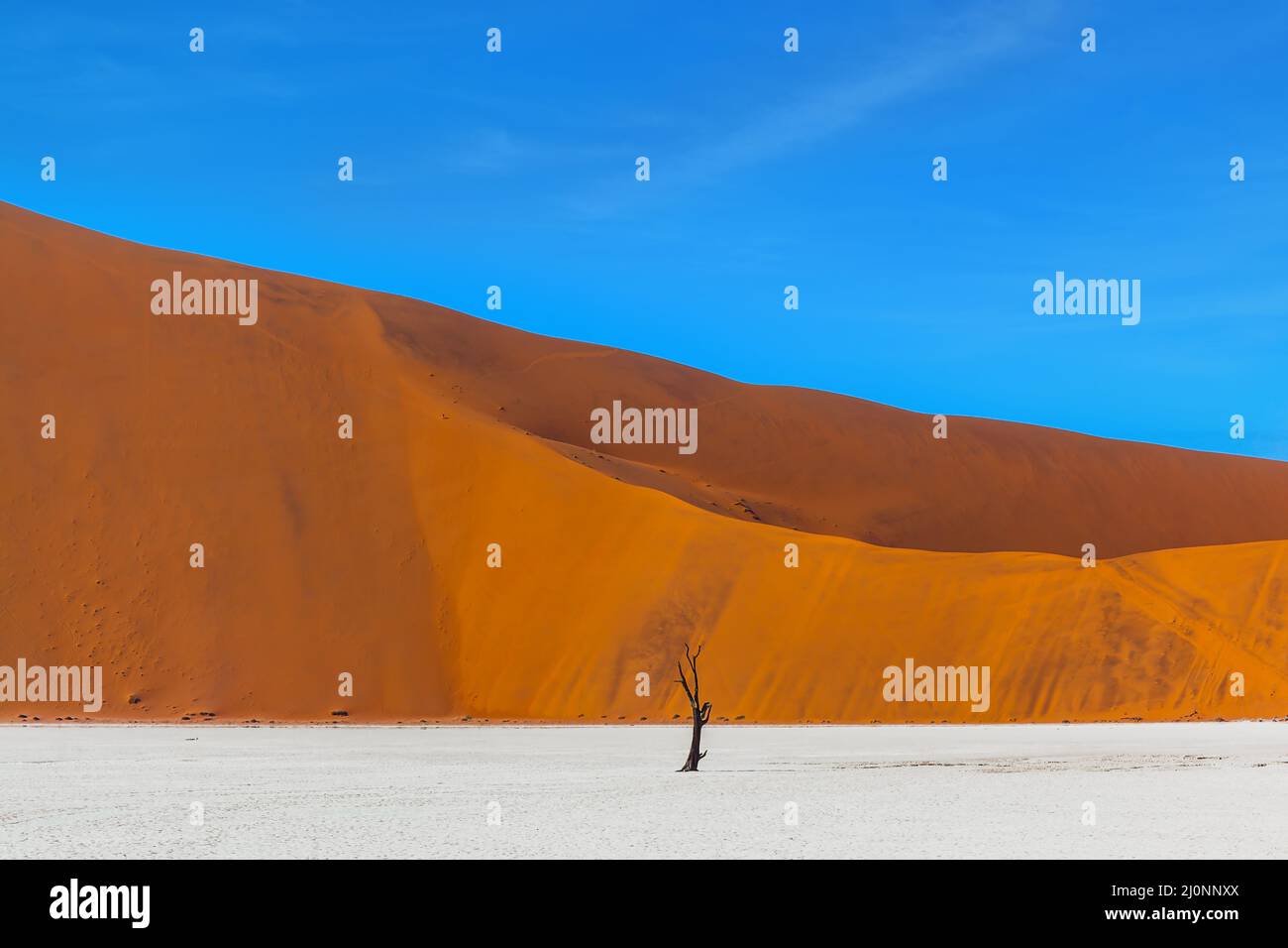 Toter Baum. Sonniger Morgen Stockfoto