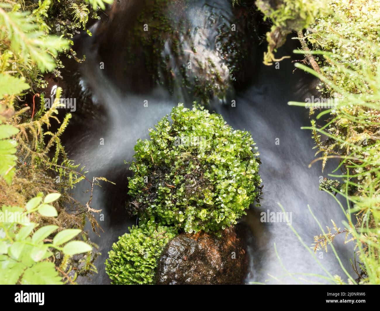 Moos auf Steinen aus Quellbach Stockfoto