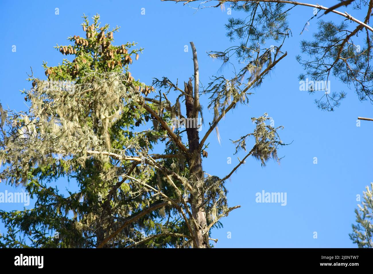 Der Frühling ist gleich um die Ecke im Wald mit viel Sonnenschein und warmen Temperaturen. Stockfoto