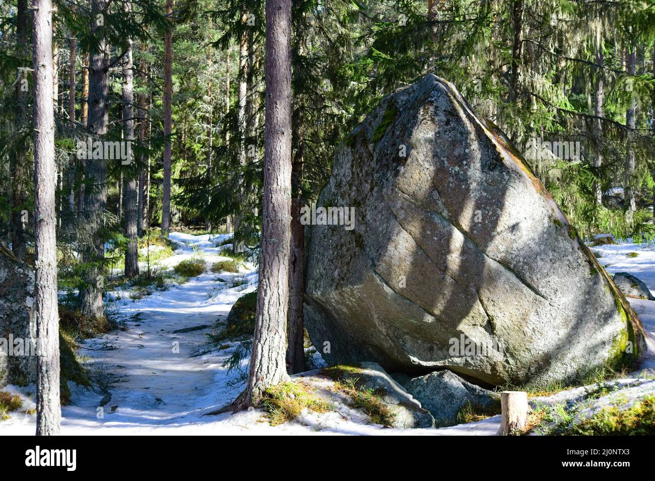 Der Frühling ist gleich um die Ecke im Wald mit viel Sonnenschein und warmen Temperaturen. Stockfoto