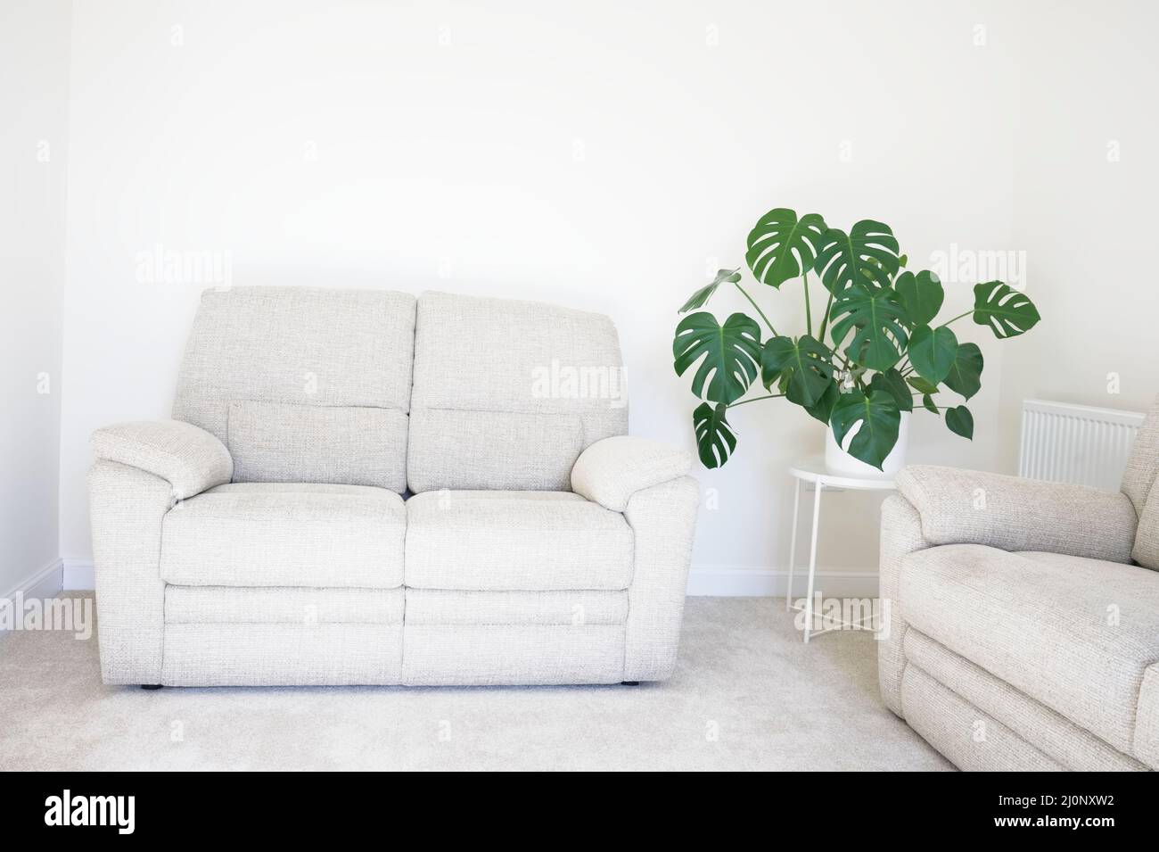 Monstera grüne Pflanze in weißem Topf in neutralem Dekor zu Hause Stockfoto