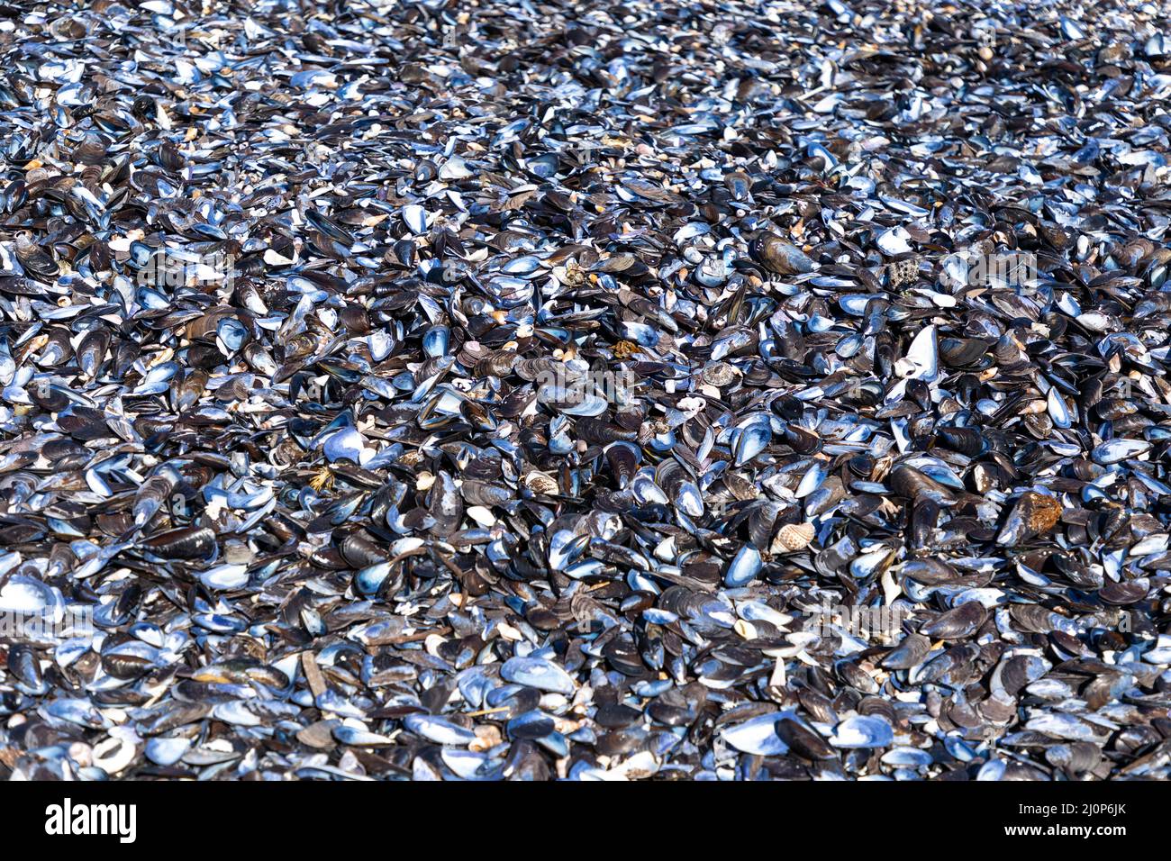 Große Menge leerer Muscheln an einem Strand in Südafrika Stockfoto