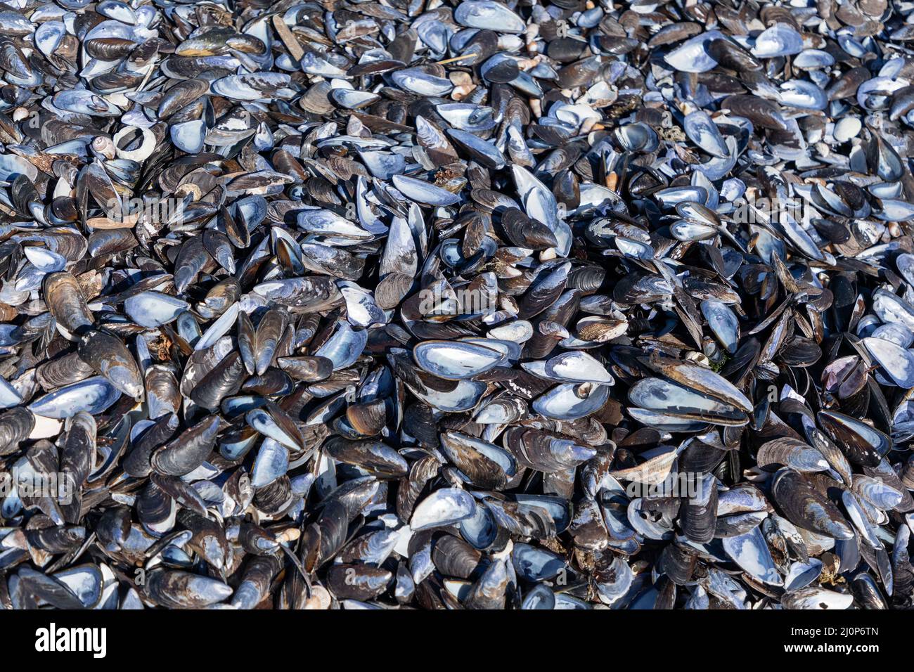 Nahaufnahme einer großen Menge Muschelschalen an einem Strand in Südafrika. Stockfoto