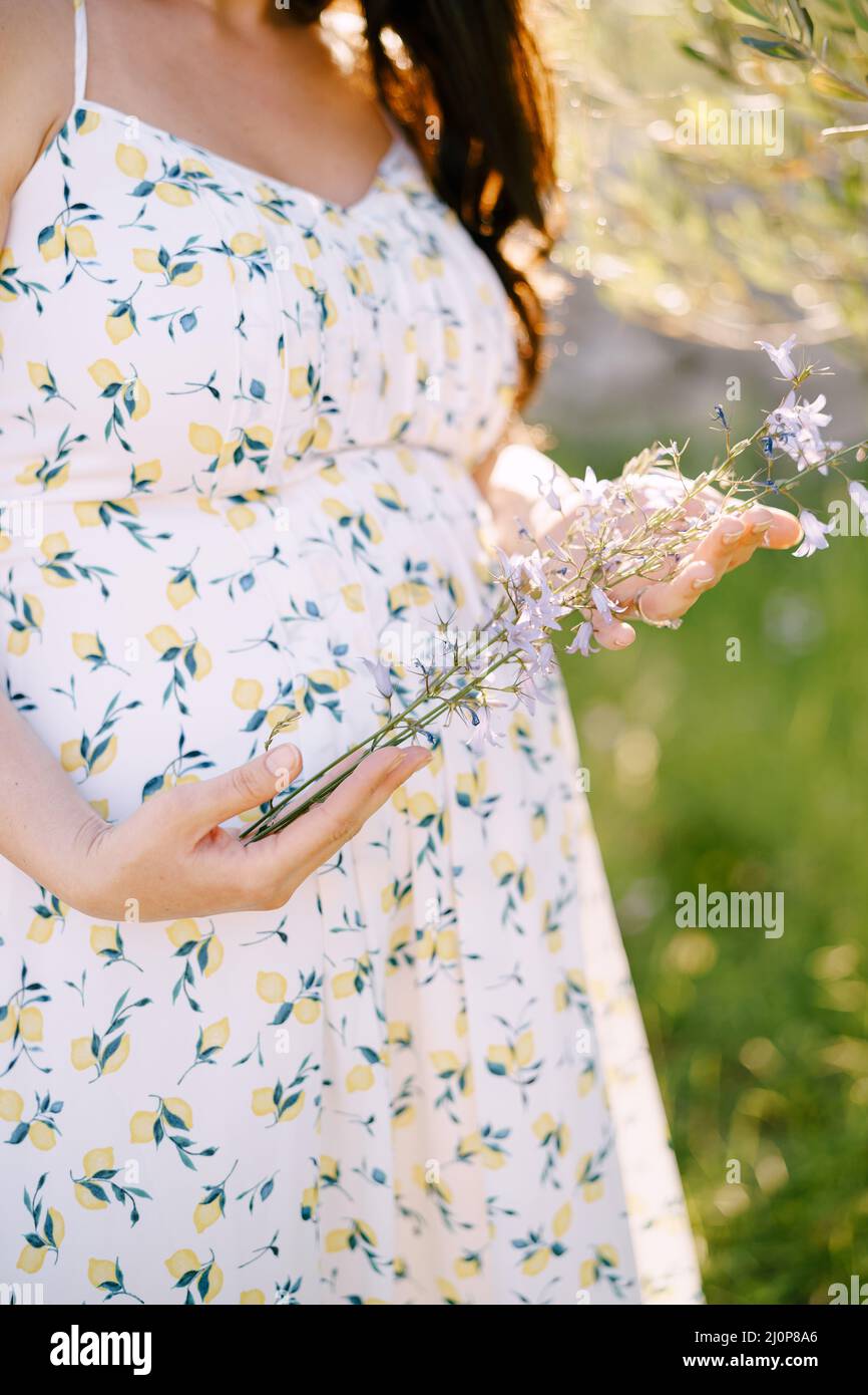 Eine Schwangerin hält Wildblumen in ihren Händen. Nahaufnahme Stockfoto
