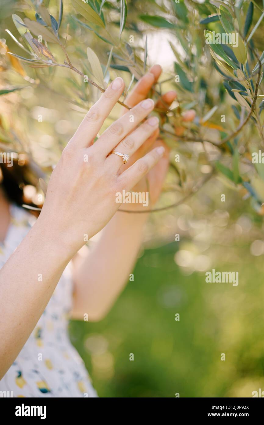 Weibliche Hände berühren den Ast eines Olivenbaums. Nahaufnahme Stockfoto