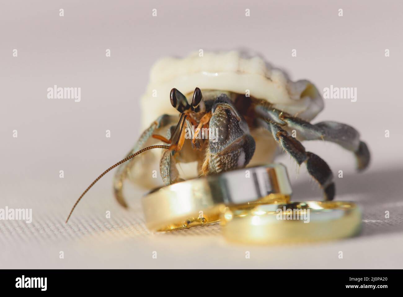 Nahaufnahme Bild der Geisterkrabbe mit zwei goldenen Eheringen auf dem weißen Sand des maledivischen Strandes, Malediven Stockfoto