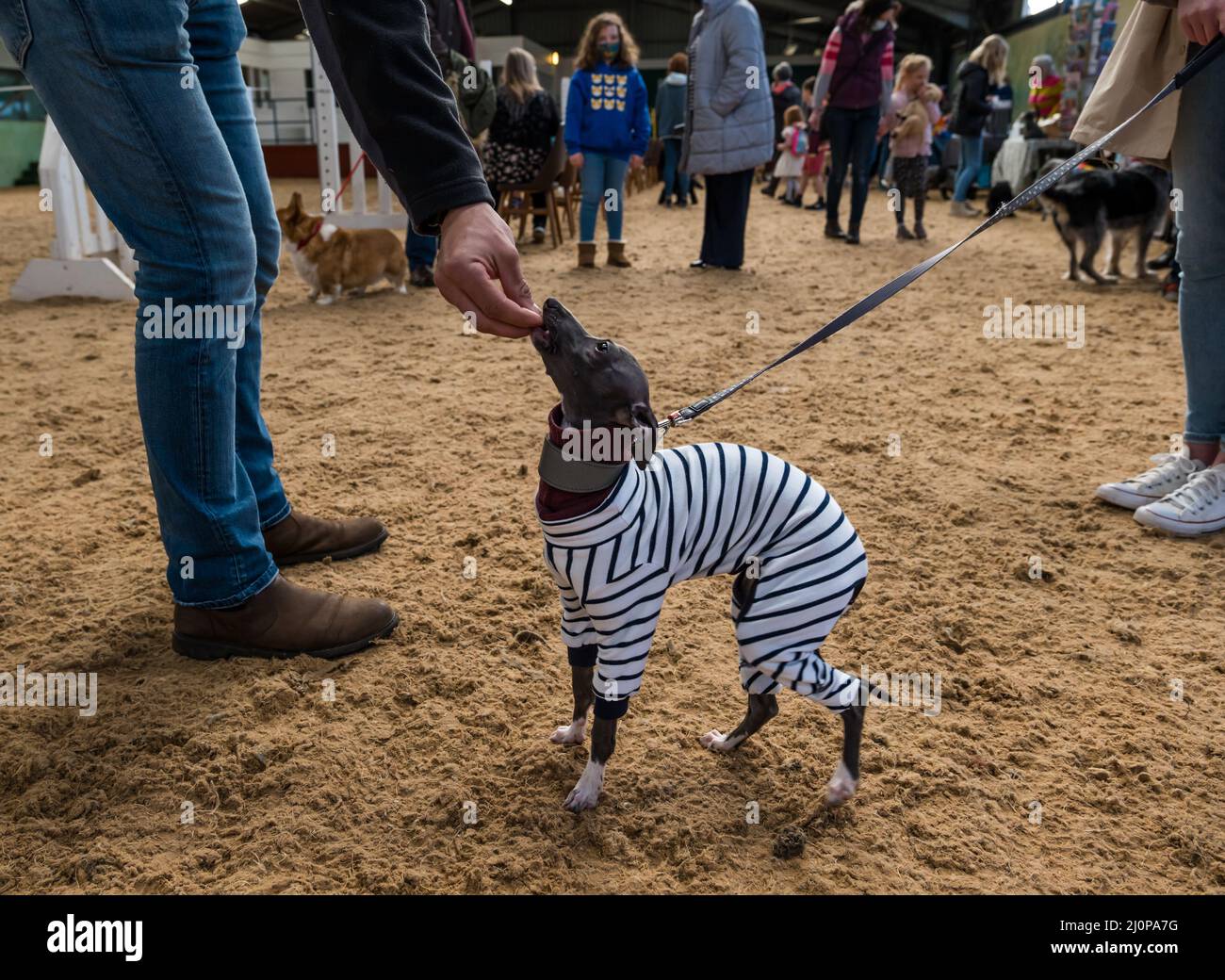 East Lothian, Schottland, Vereinigtes Königreich, 20.. März 2022. Fun Dog Show: Die Wohltätigkeitsorganisation Muirfield Riding Therapy veranstaltet in ihrer Arena eine lustige Hundeschau. Im Bild: Ein italienischer Greyhound-Welpe mit gestreiftem Schlafanzug. Stockfoto