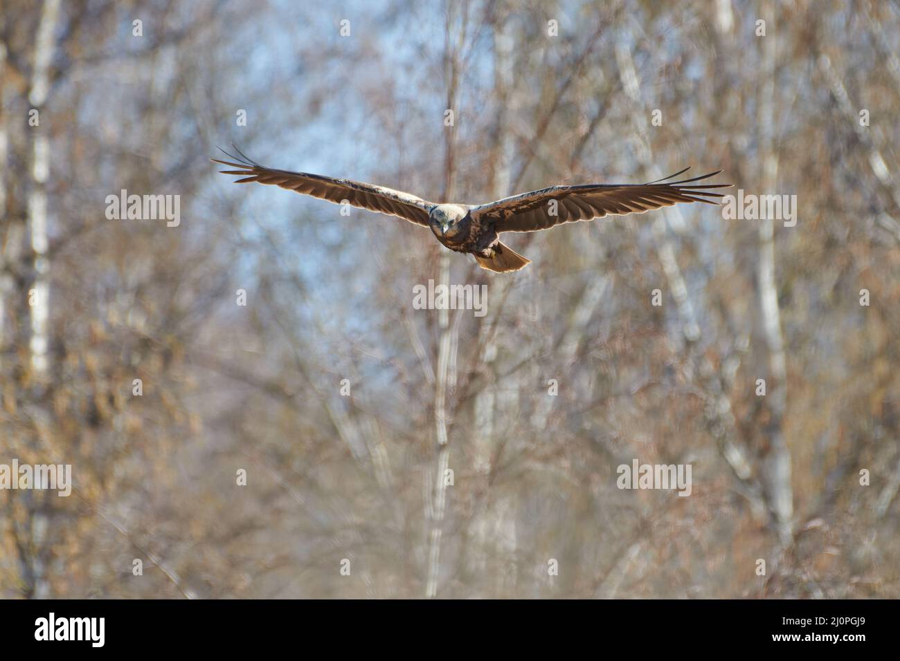Eine weibliche westliche Sumpfweihe, die am Frühlingsmorgen in Westfinnland im Birkenwald fliegt. Stockfoto