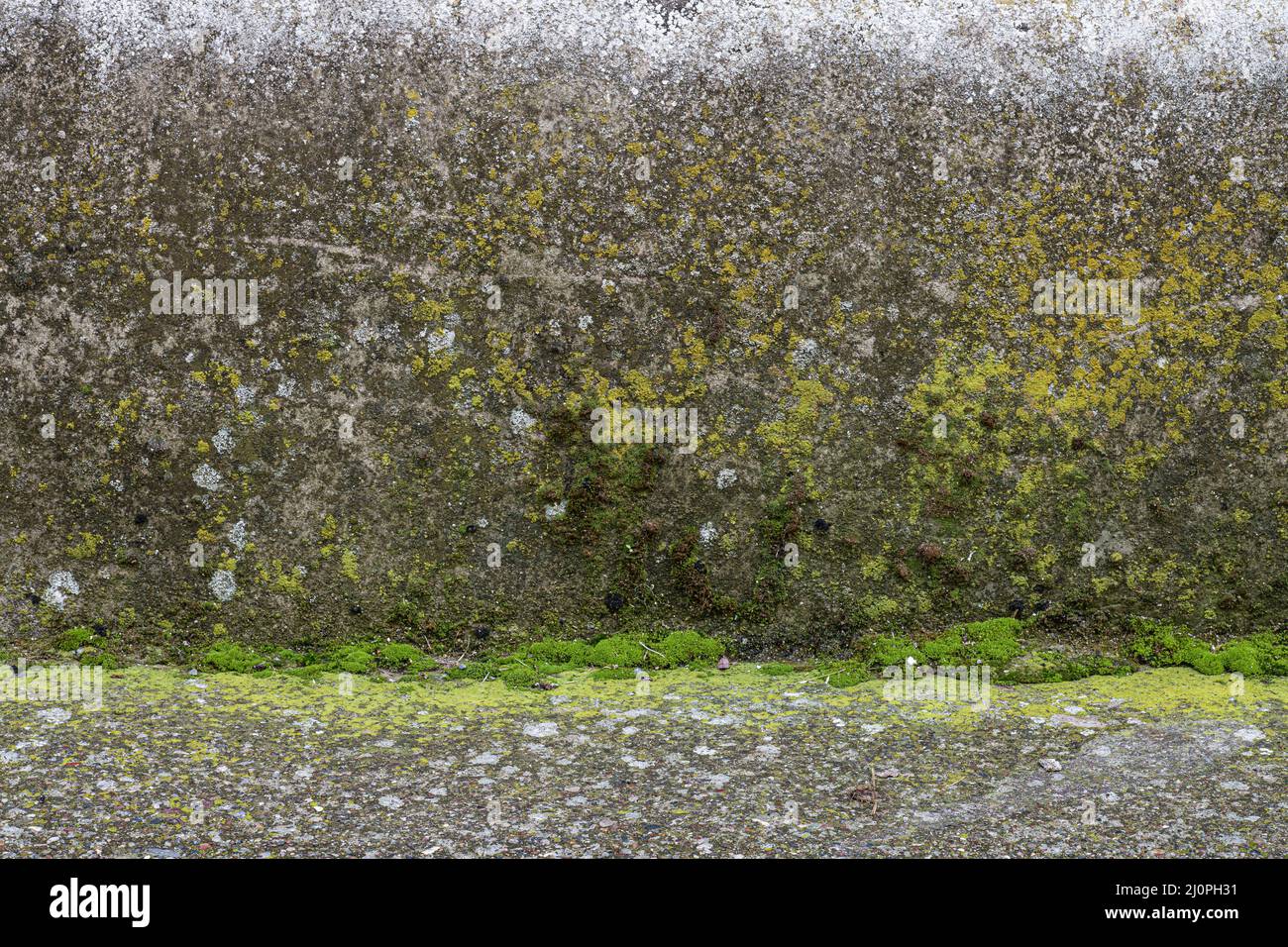 Graue Betonwand mit grünem Moos bedeckt. Leerer Hintergrund. Stockfoto