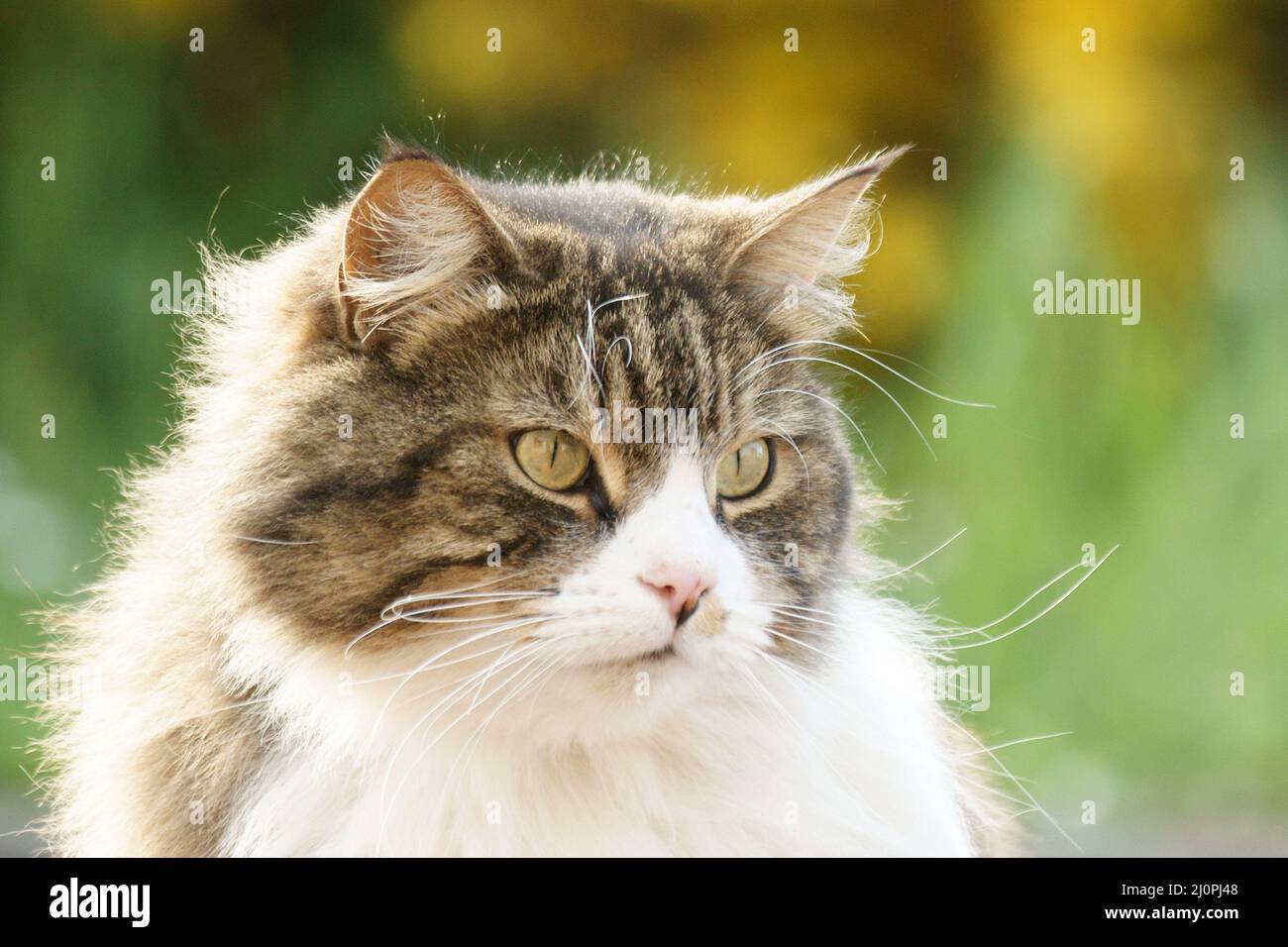 Cat, Meyzieu, Rhône (69), Rhône-Alpes, Frankreich Stockfoto
