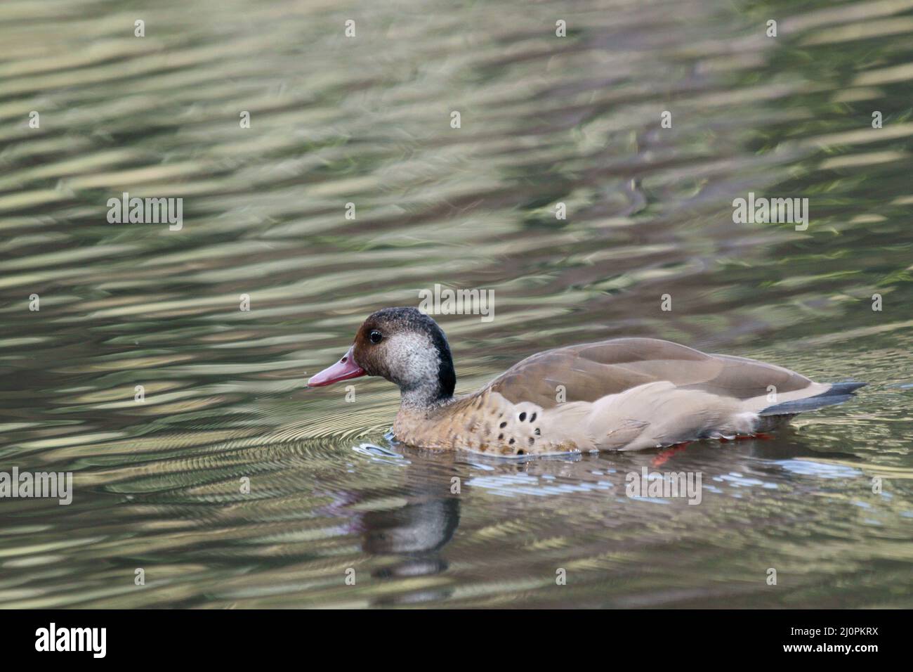 Ente, fußrot, São Paulo, Brasilien Stockfoto