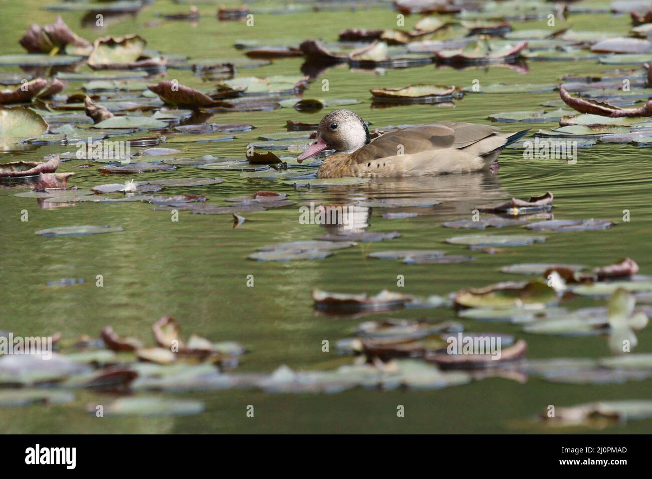 Ente, fußrot, São Paulo, Brasilien Stockfoto