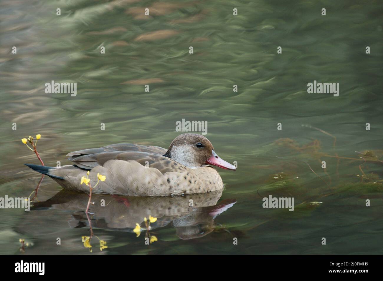 Ente, fußrot, São Paulo, Brasilien Stockfoto