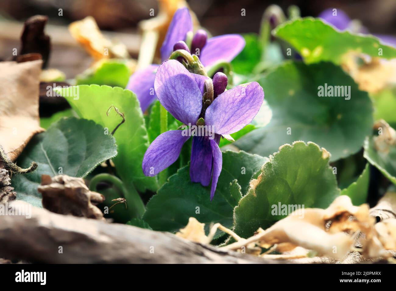 Violette Blume, Ein Symbol für Verrückte, spirituelle Weisheit, Treue und Demut Stockfoto