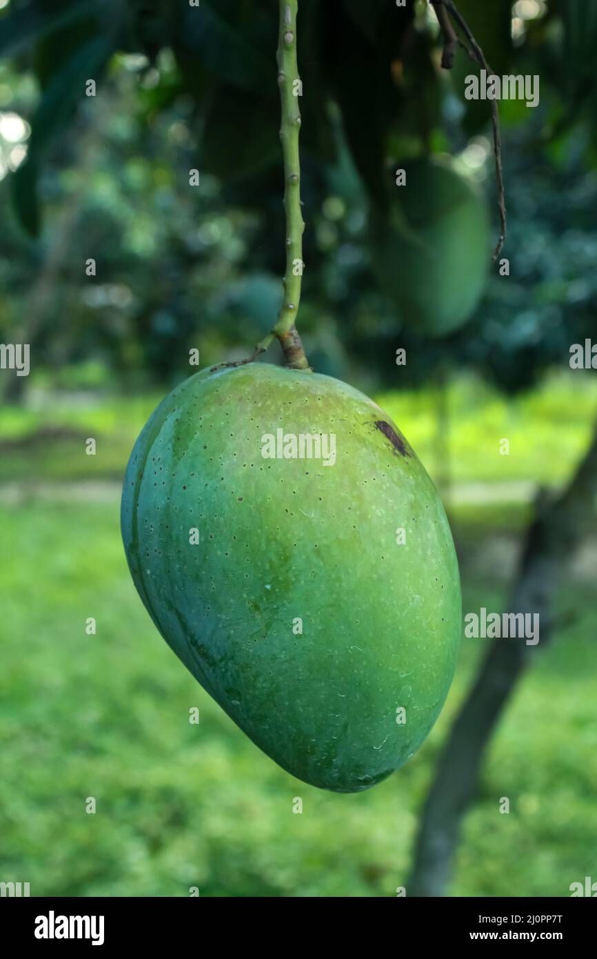 Grüne Mango hängt im Baum mit grünem Feld Stockfoto