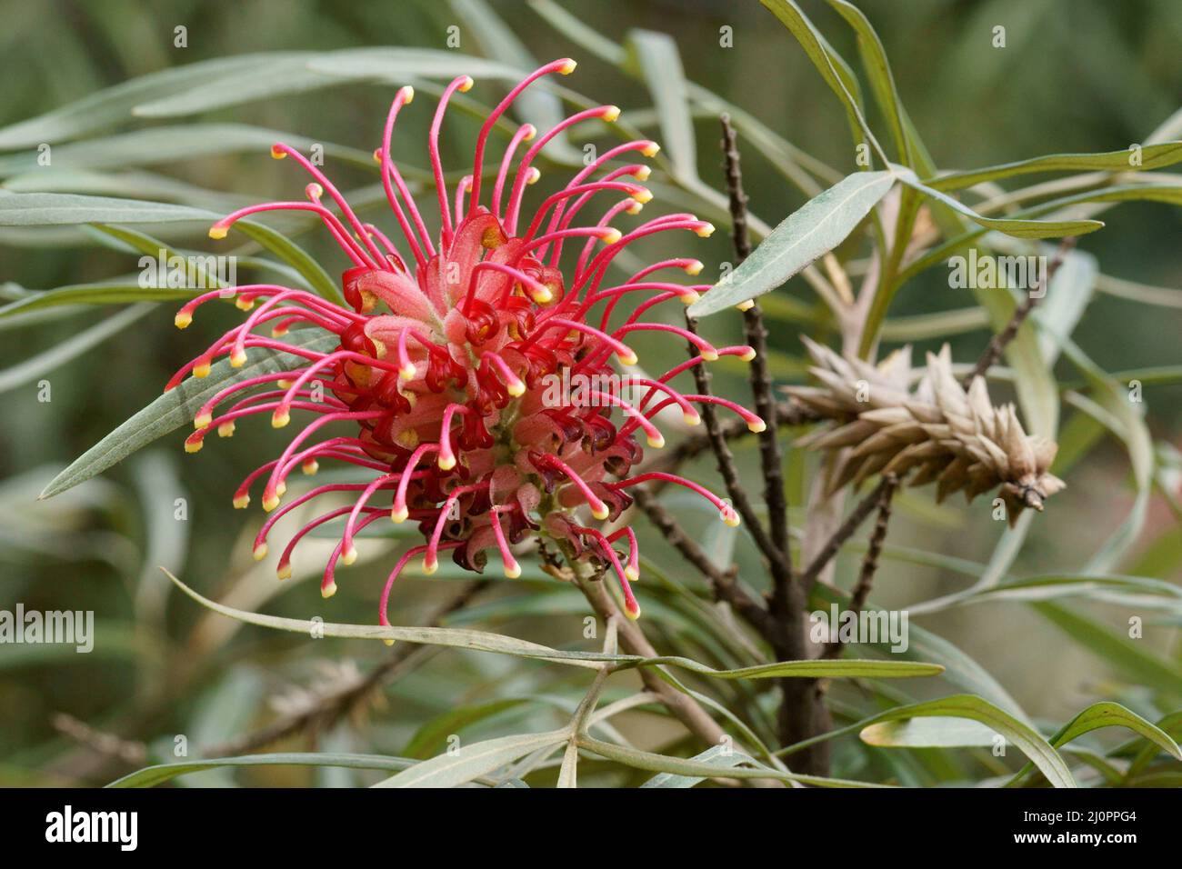 Natur, Blume, Grevillea banksii, Aclimação Park, São Paulo, Brasilien Stockfoto