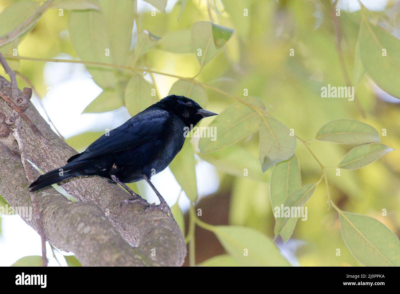 Tier, Vogel, Chupim, (Molothrus bonariensis), Aclimação Park, São Paulo, Brasilien Stockfoto