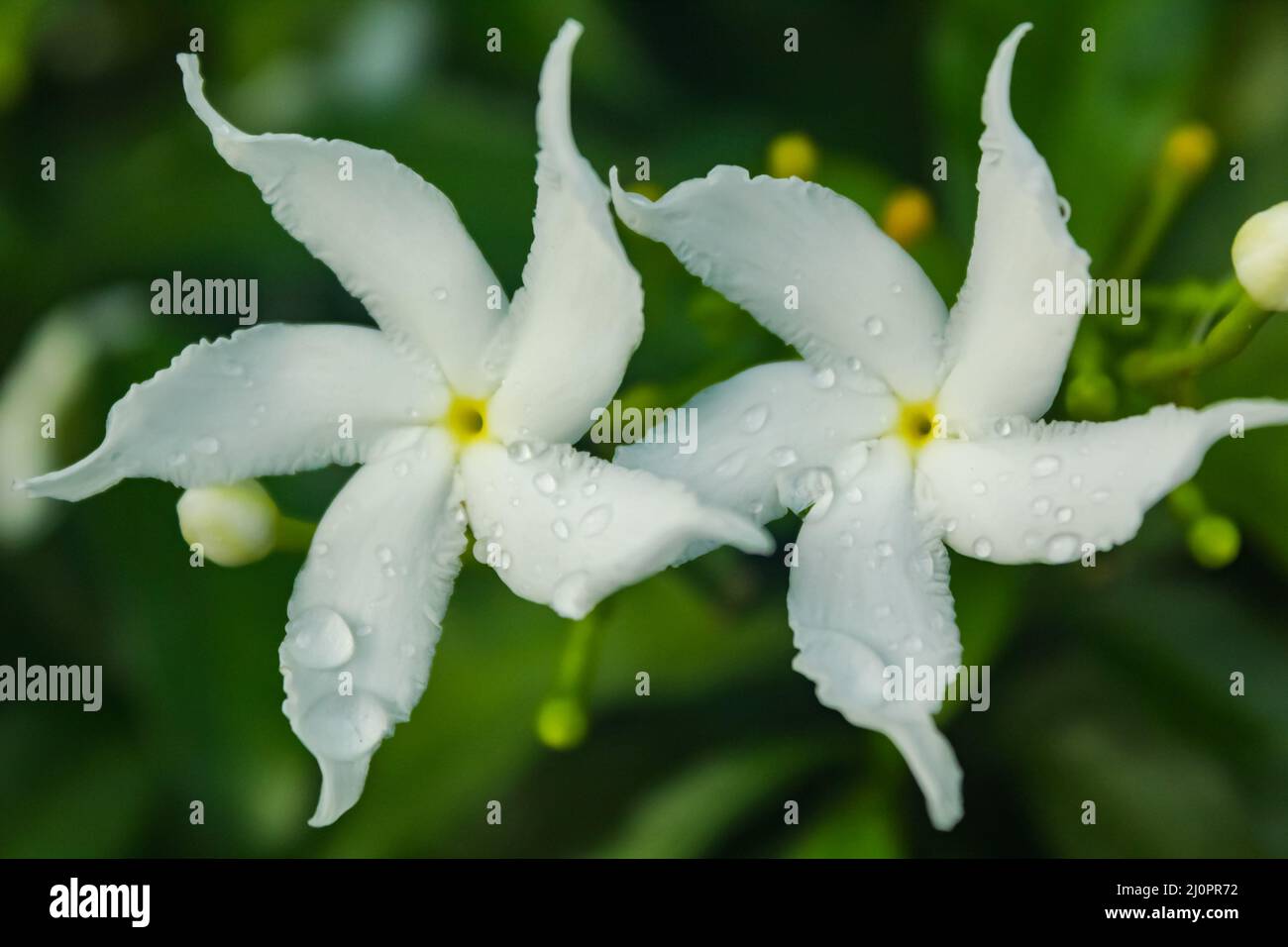 Crepe Jasmin Blume mit Wassertropfen an sonnigen Tag mit grünem Hintergrund Stockfoto