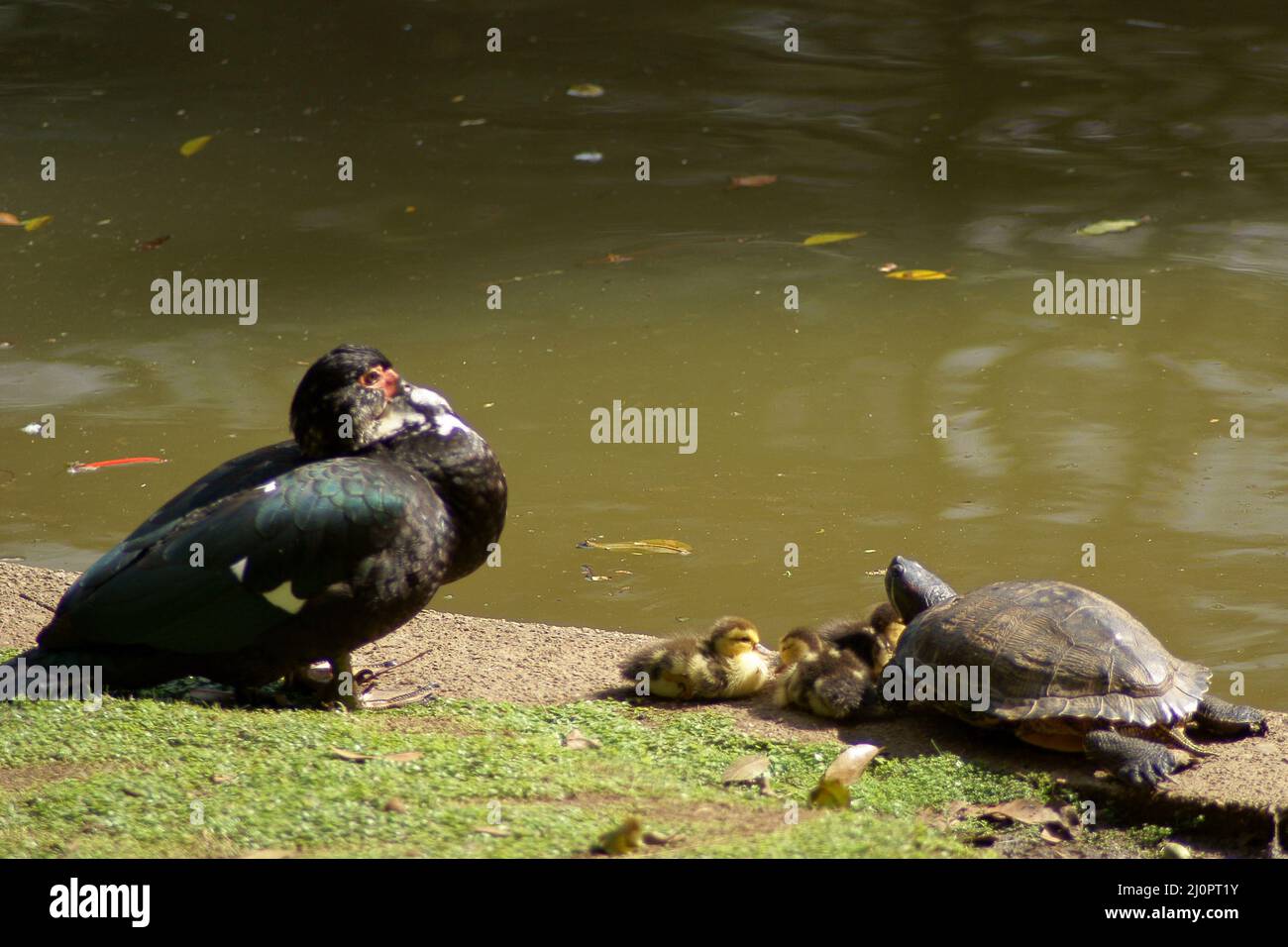 Tier, Entenwilder, Schildkröte, Horto Florestal Park, São Paulo, Brasilien Stockfoto