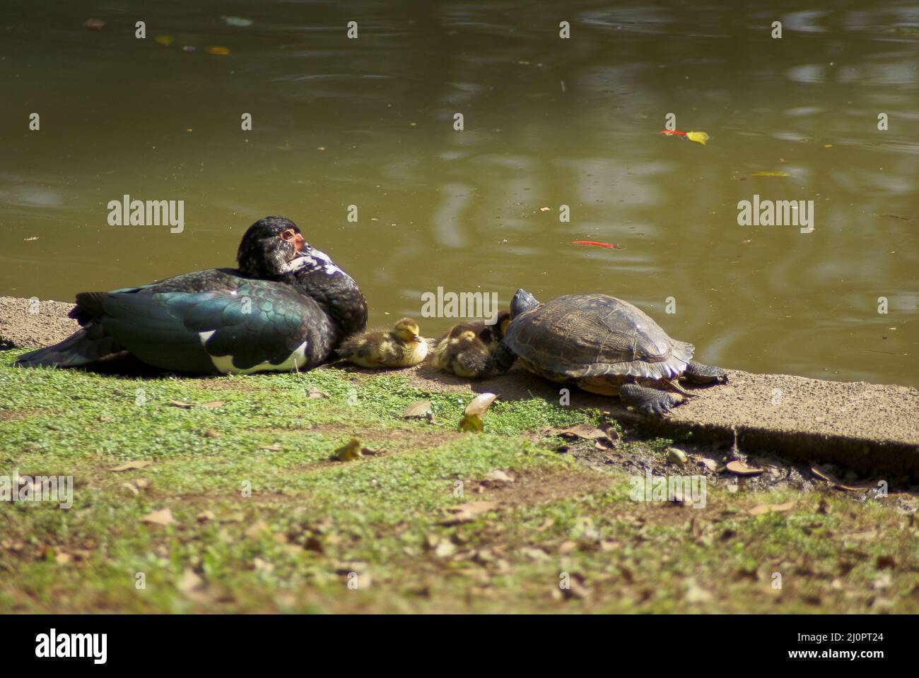 Tier, Entenwilder, Schildkröte, Horto Florestal Park, São Paulo, Brasilien Stockfoto