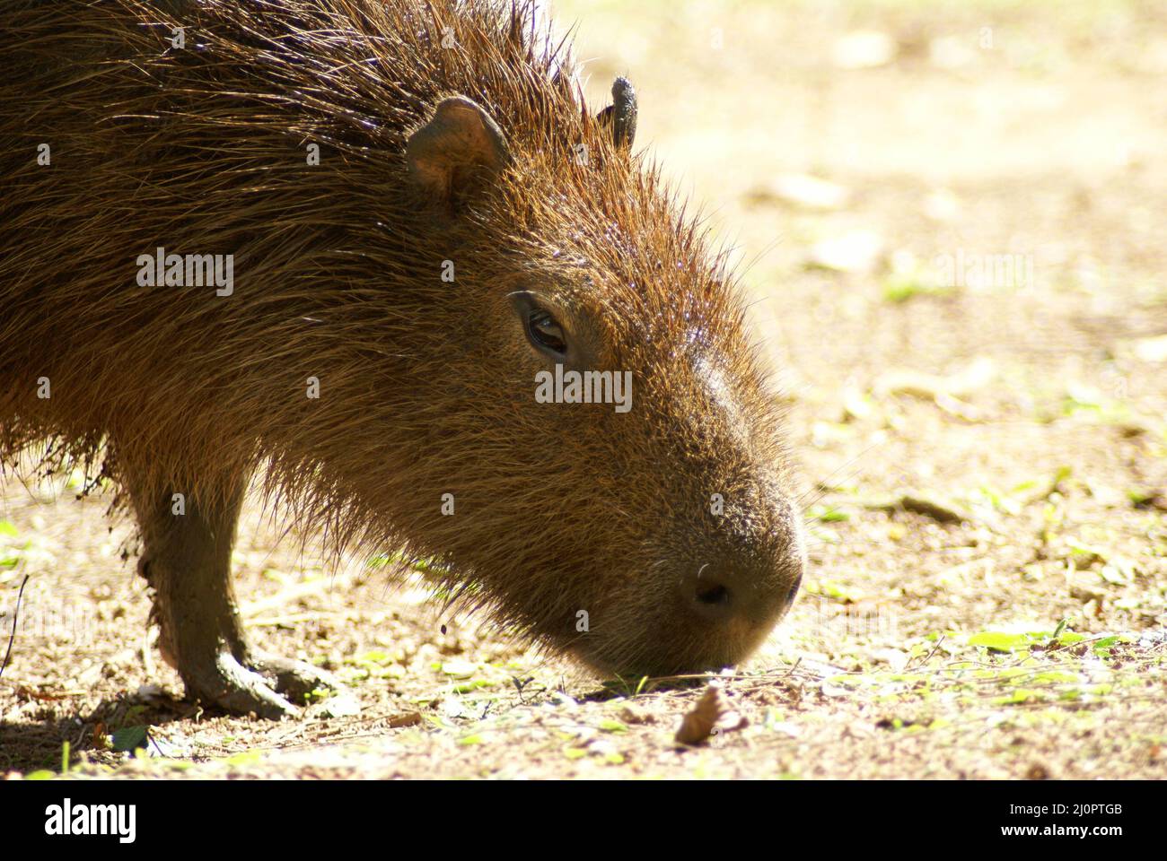 Animal, Capybara, Horto Florestal Park, São Paulo, Brasilien Stockfoto