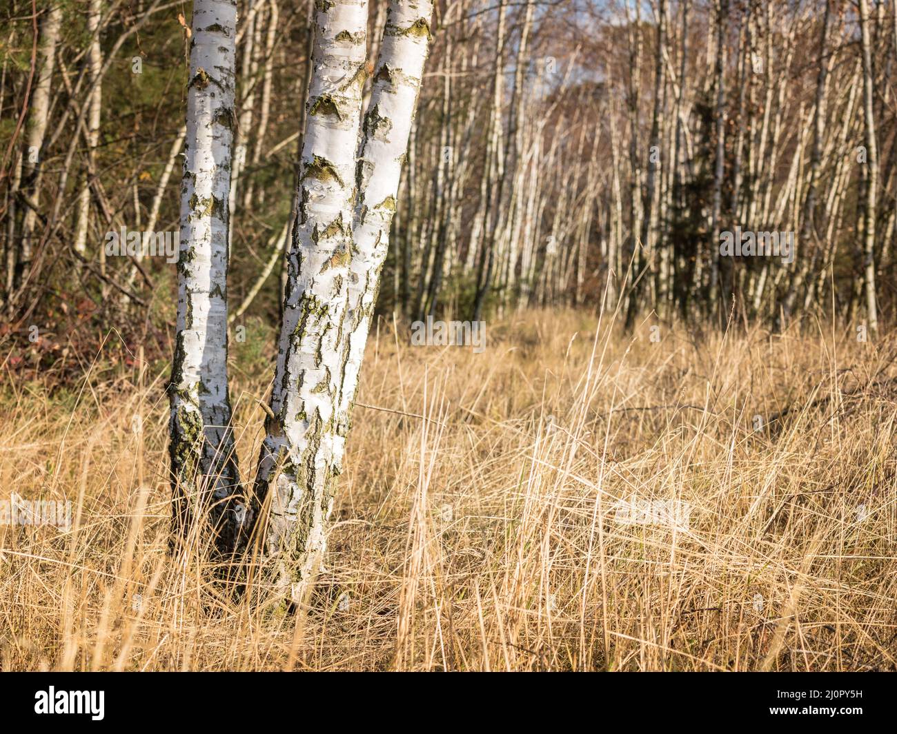 Weiße Birken im Wald im Herbst Stockfoto