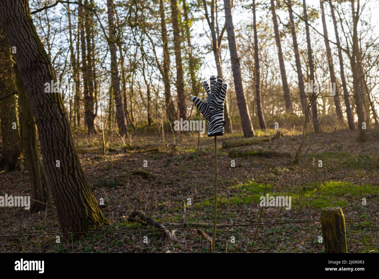 Auf Wiedersehen Winter Hallo Frühling schwarz-weißer Wollhandschuh auf einem Zweig im Wald Stockfoto