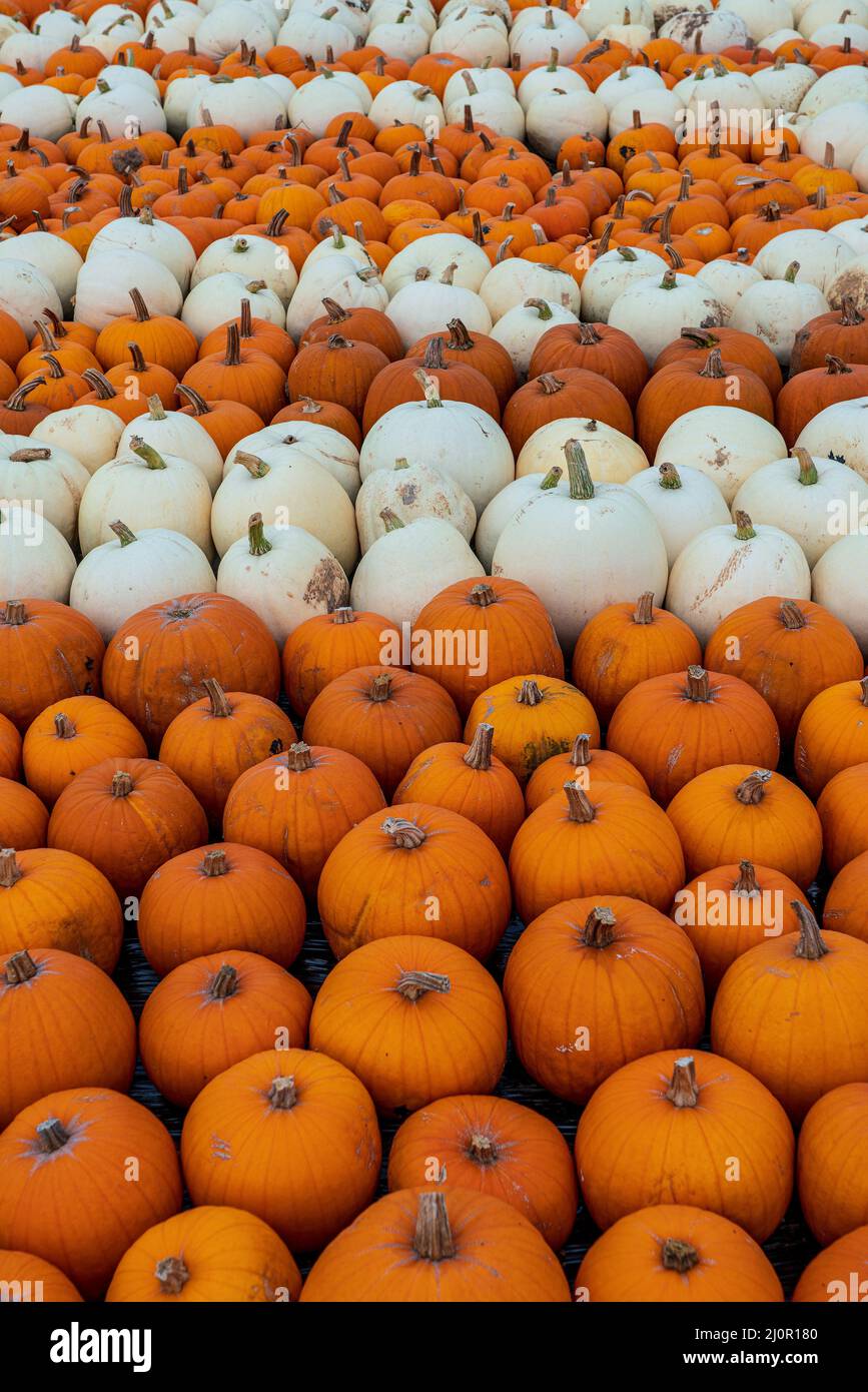 Frisch geerntete Sorten von orangen und weißen Kürbissen Stockfoto