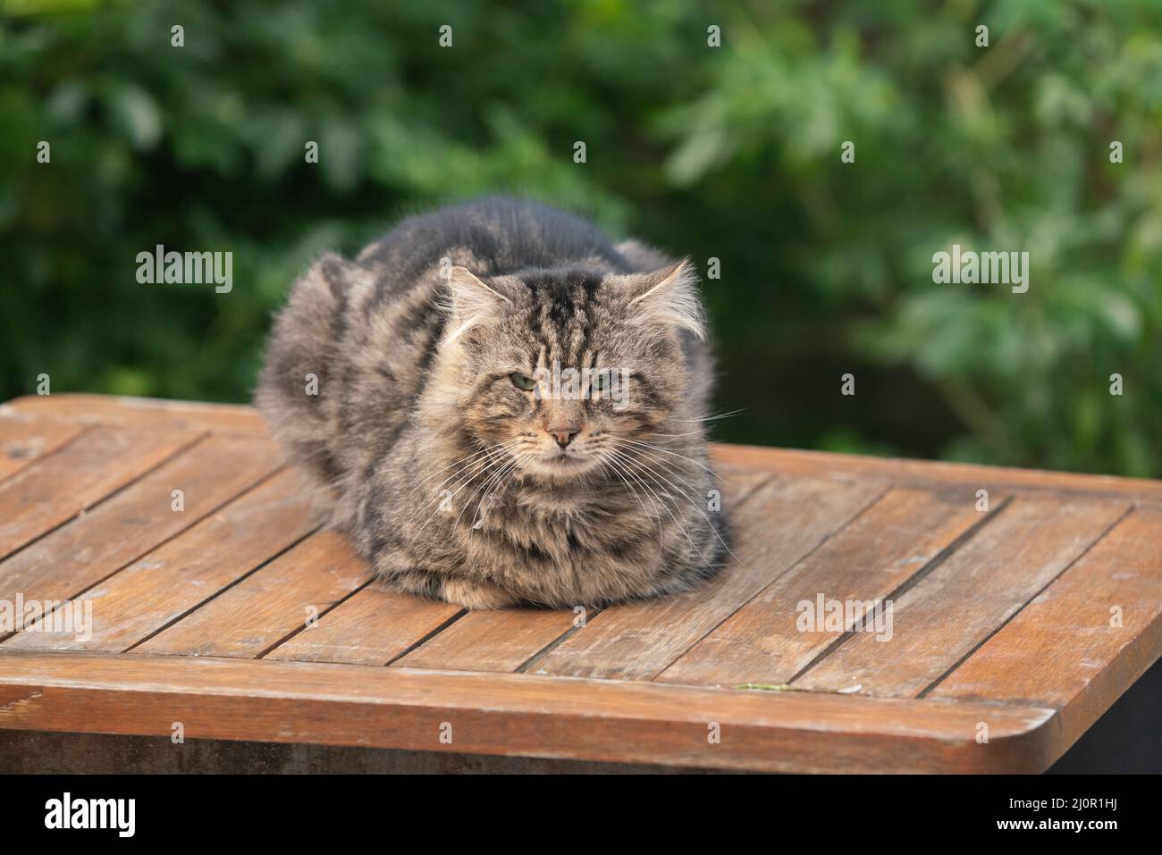 Ginger Cat auf dem Gartentisch Stockfoto