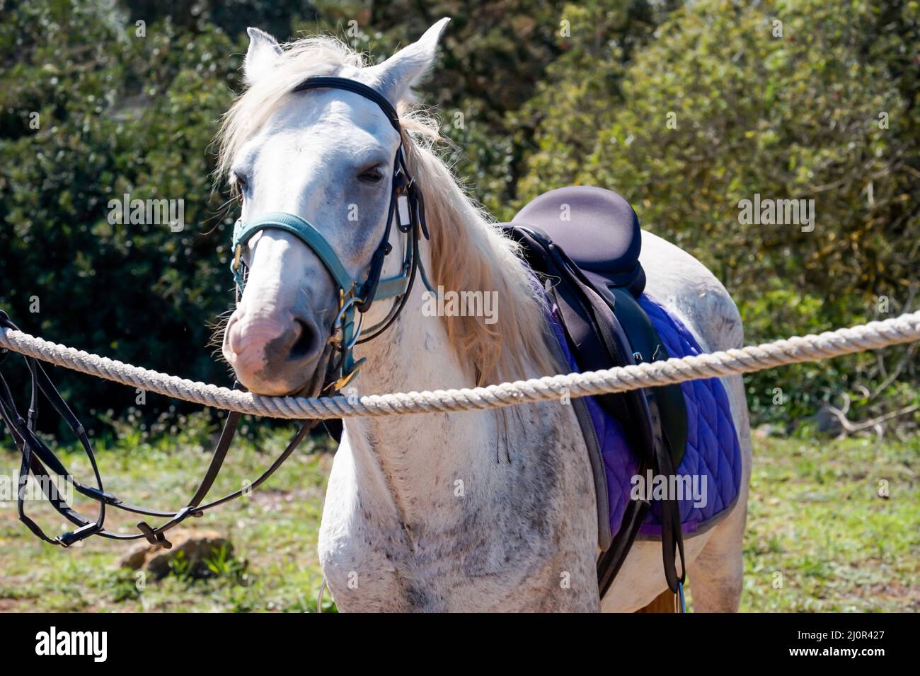 Porträt eines Pferdes, eines Reitpferdes mit Sattel in der freien Natur. Stockfoto