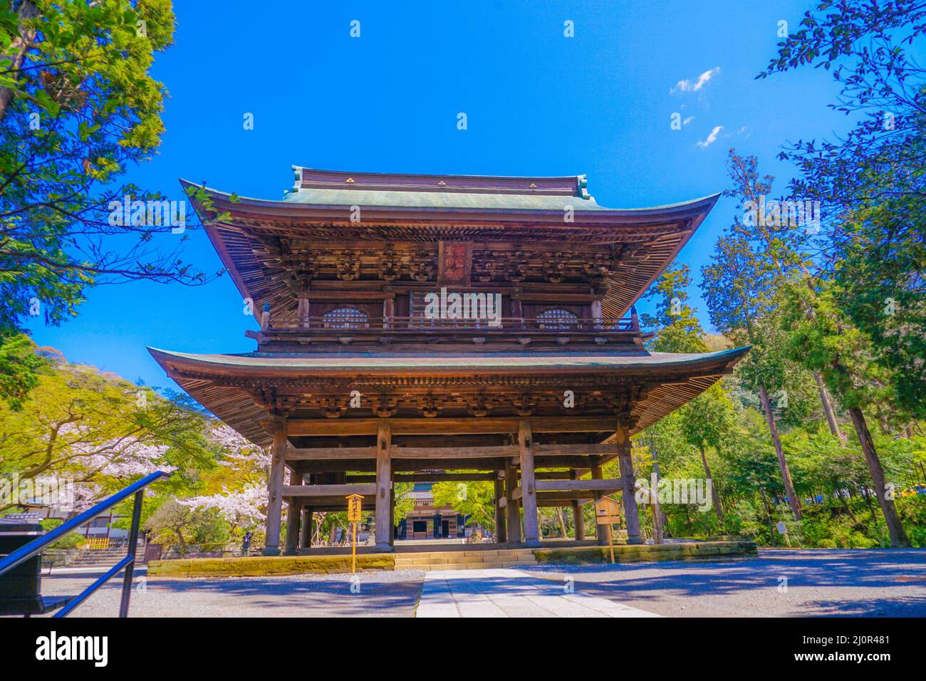 Engakuji der vollen Blüte des Kirschbaumes (Kamakura, Präfektur Kanagawa) Stockfoto