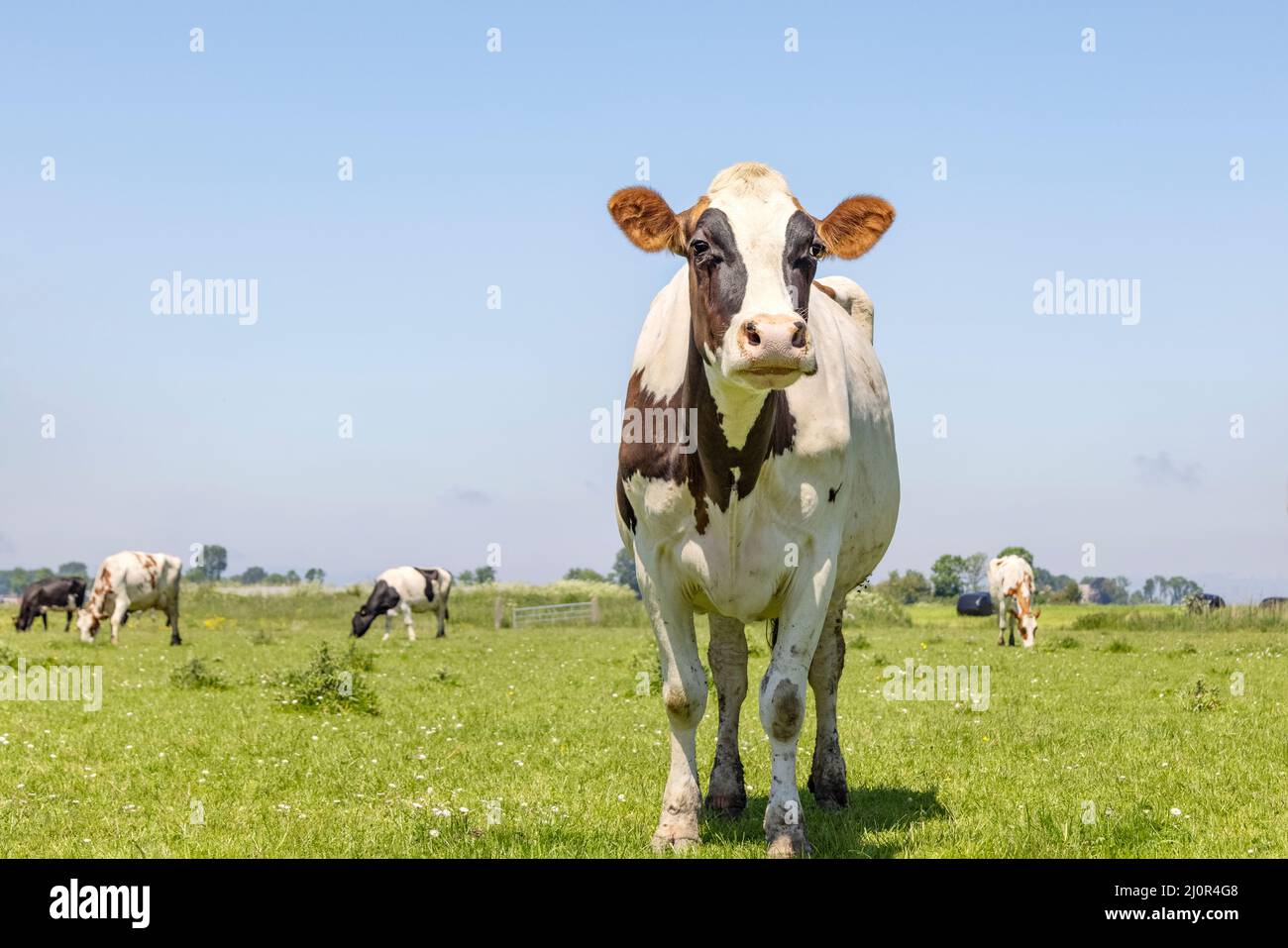 Kuh, allein nähert sich in einem Feld, braun und weiß neugierig und traurig aussehend, blauer Himmel, Horizont über Land Stockfoto