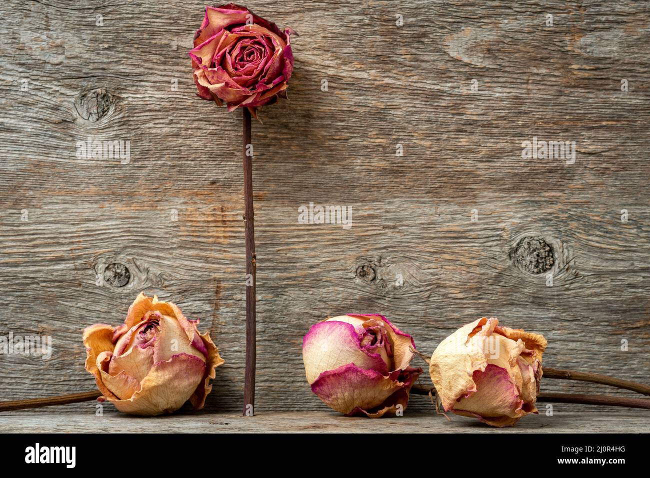 Romantischer nostalgischer Hintergrund mit toten Rosen Stockfoto