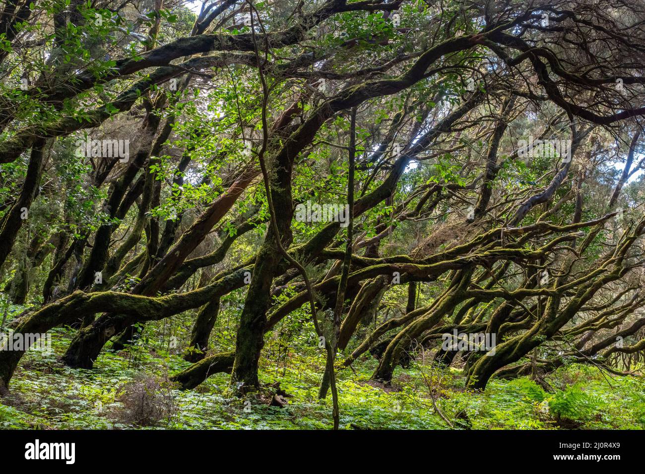 Regenwald im Garajonay Nationalpark auf der Kanarischen Insel La Gomera Stockfoto