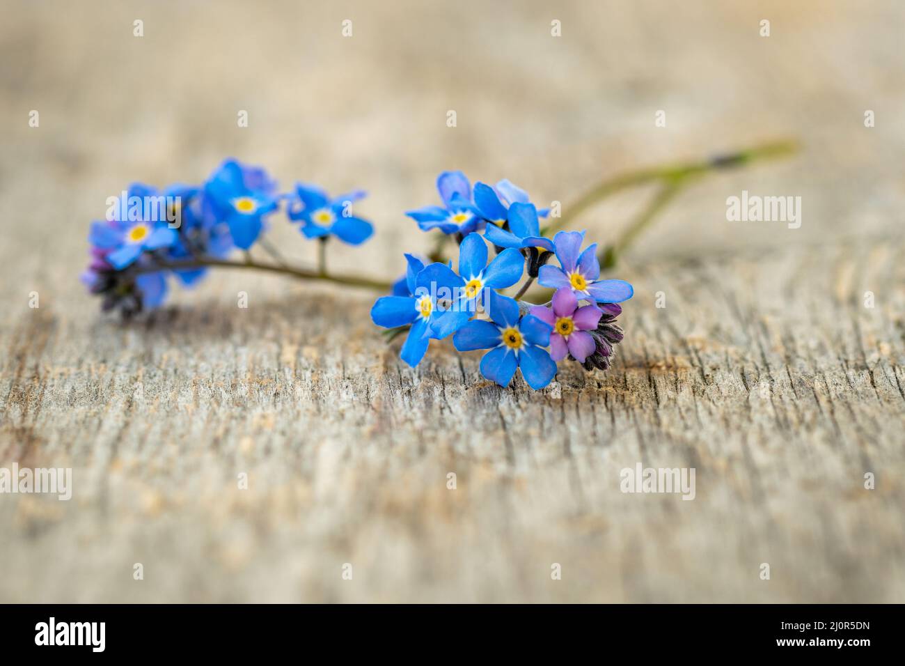 Vergiss-mich-nicht-Blumen auf dem alten Holzhintergrund Stockfoto