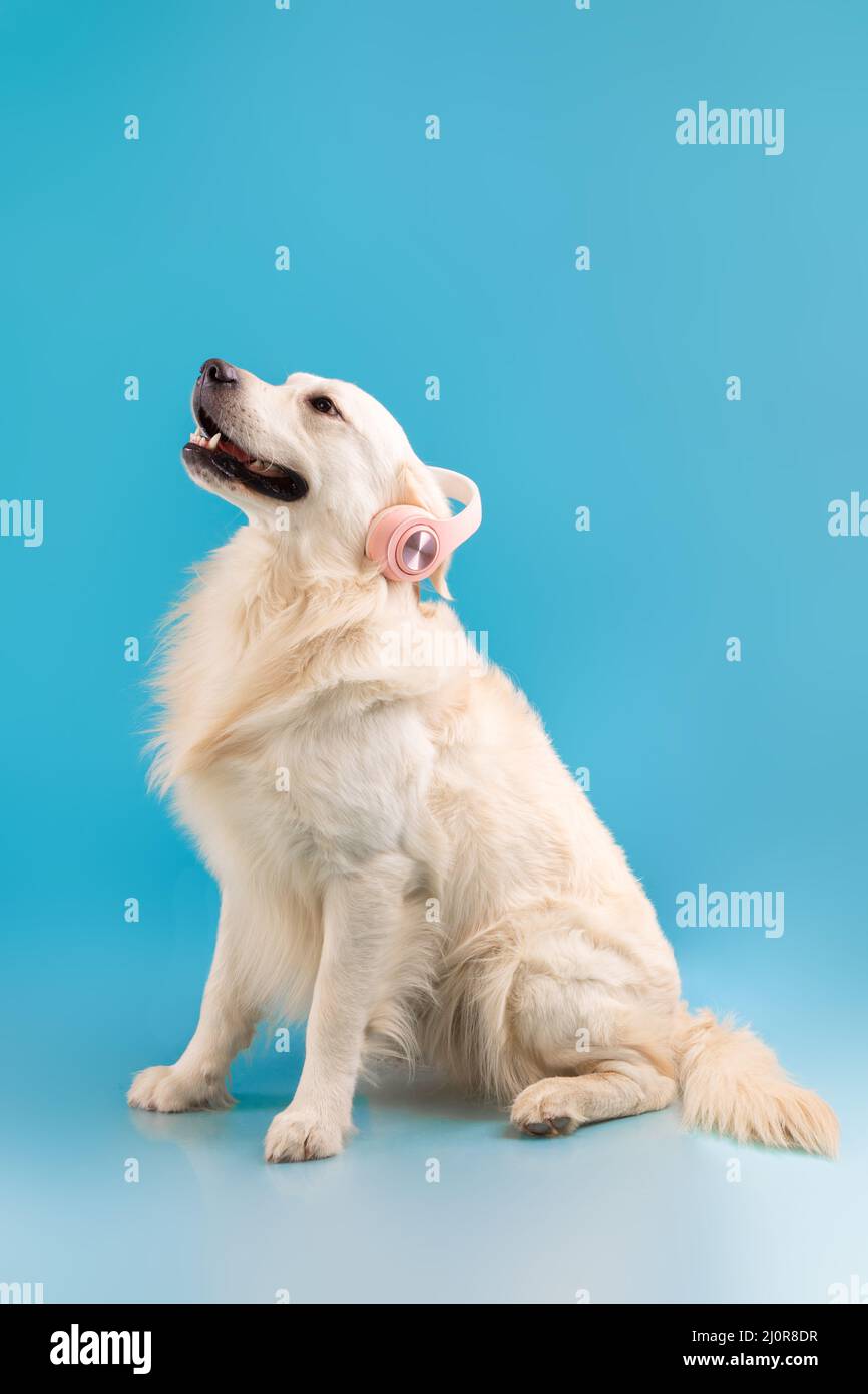 Porträt von niedlichen gesunden Hund in Kopfbedeckungen, die Musik hören Stockfoto