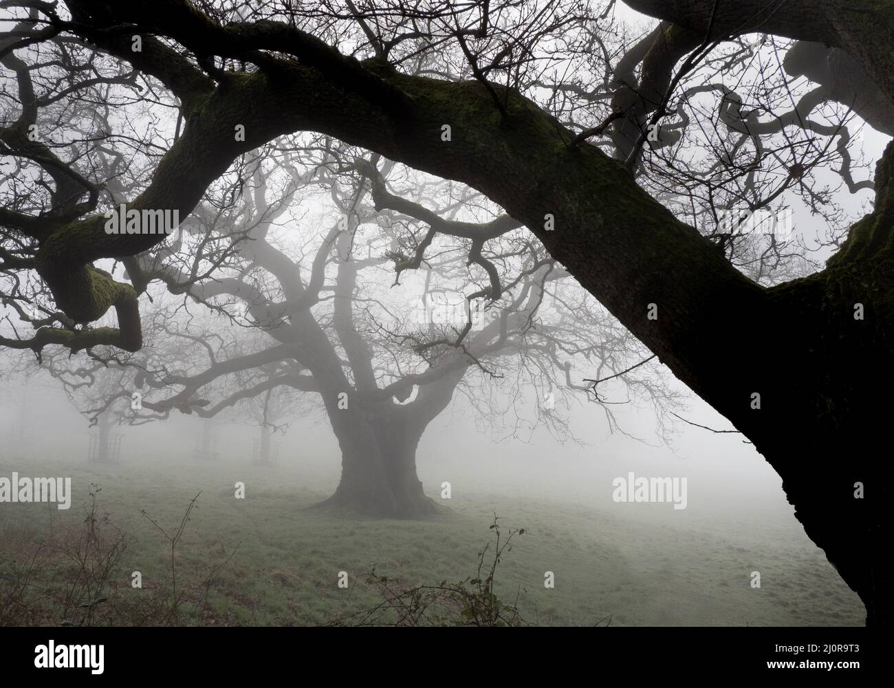 Alte Eichen im Morgennebel im Ashton Court Deer Park in Bristol, Großbritannien Stockfoto
