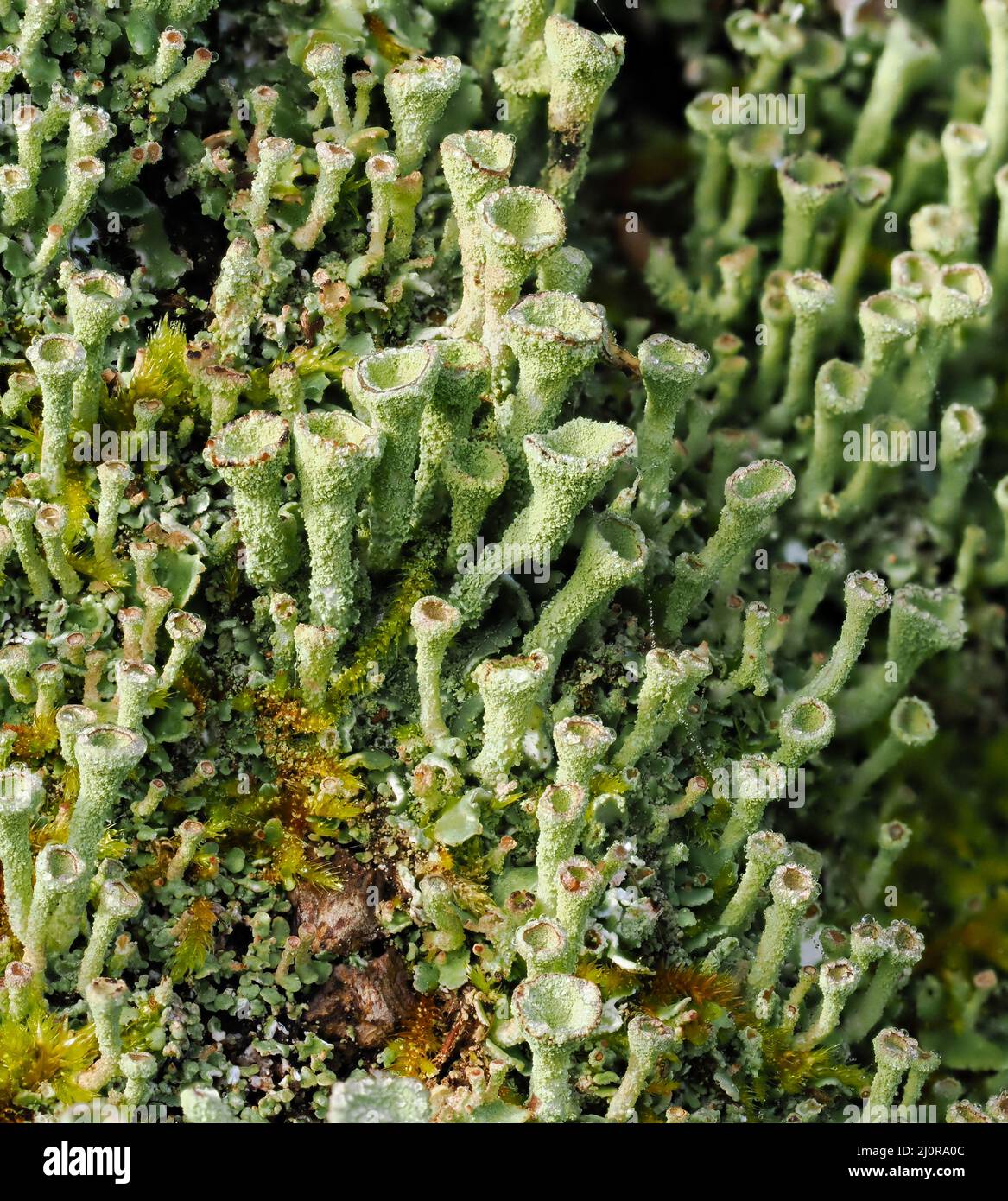 Pulverförmige Trompete Lichen Cladonia fimbriata wächst auf einem moosigen Baumstamm in Somerset UK Stockfoto