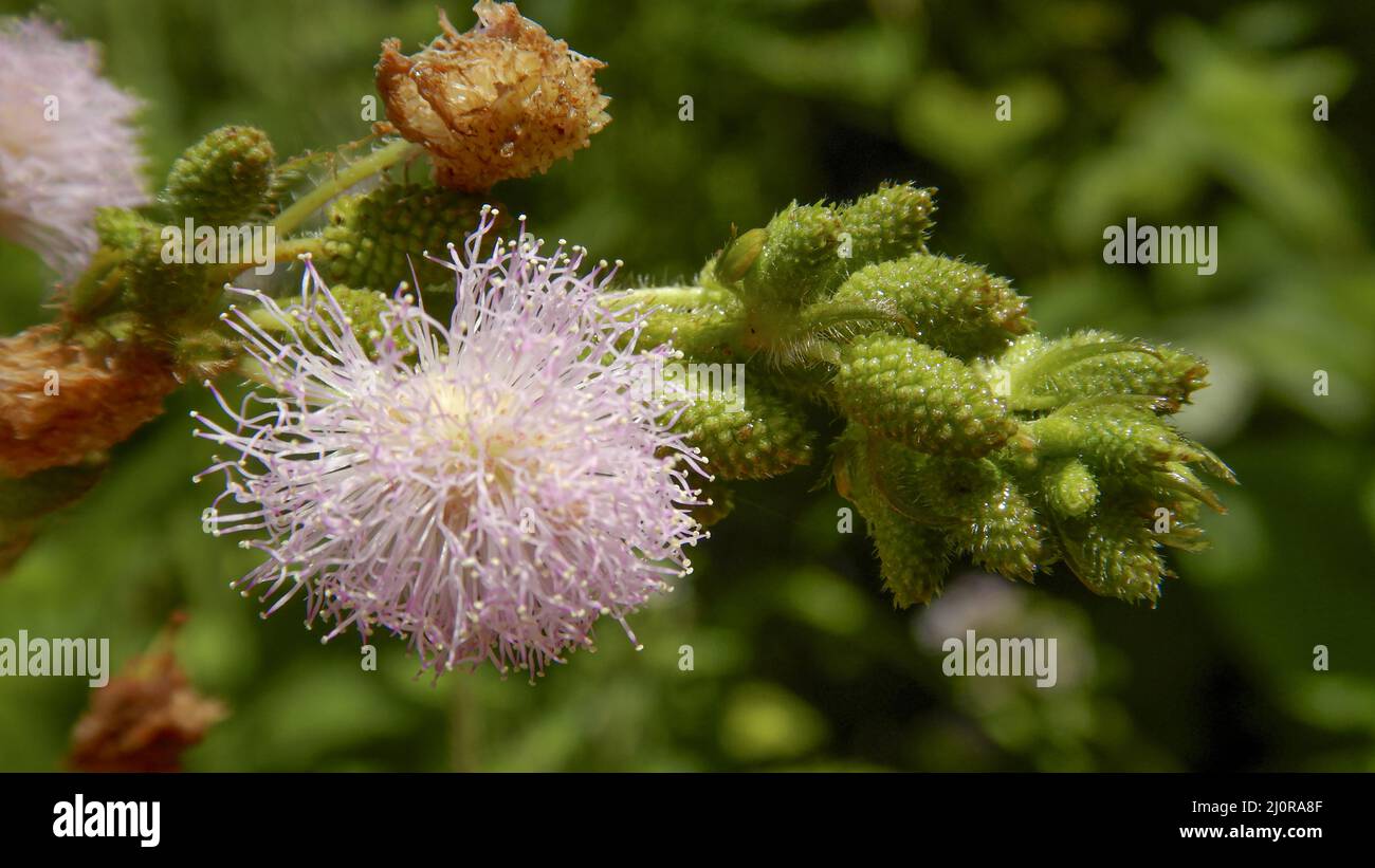 Nahaufnahme einer rosa Blume Mimosa pudica oder schüchterne Prinzessin Blume Stockfoto