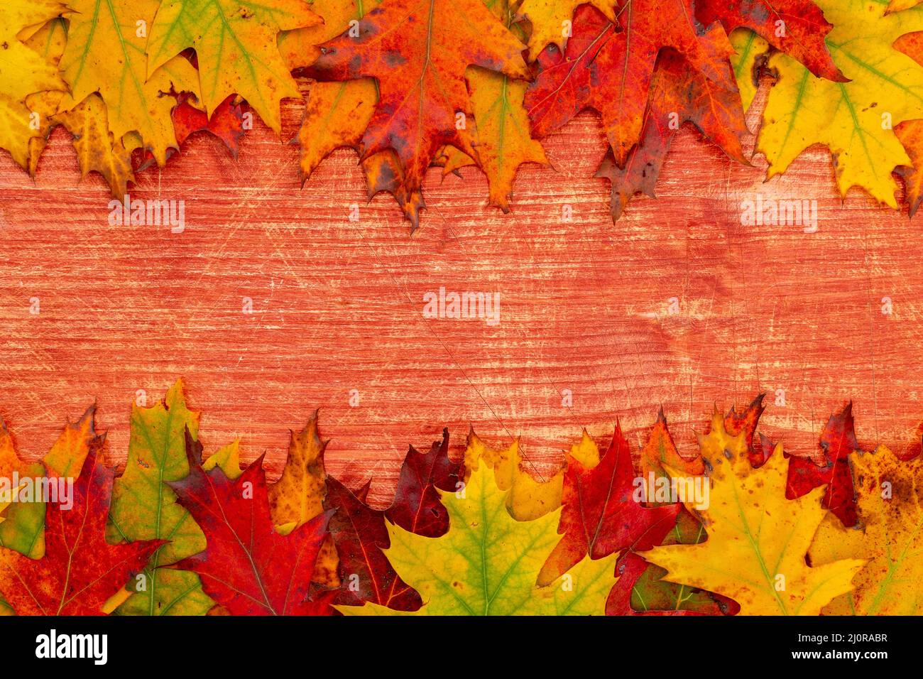 Herbstlich gefallene trockene Blätter wurden auf einem alten Holzbrett angelegt Stockfoto