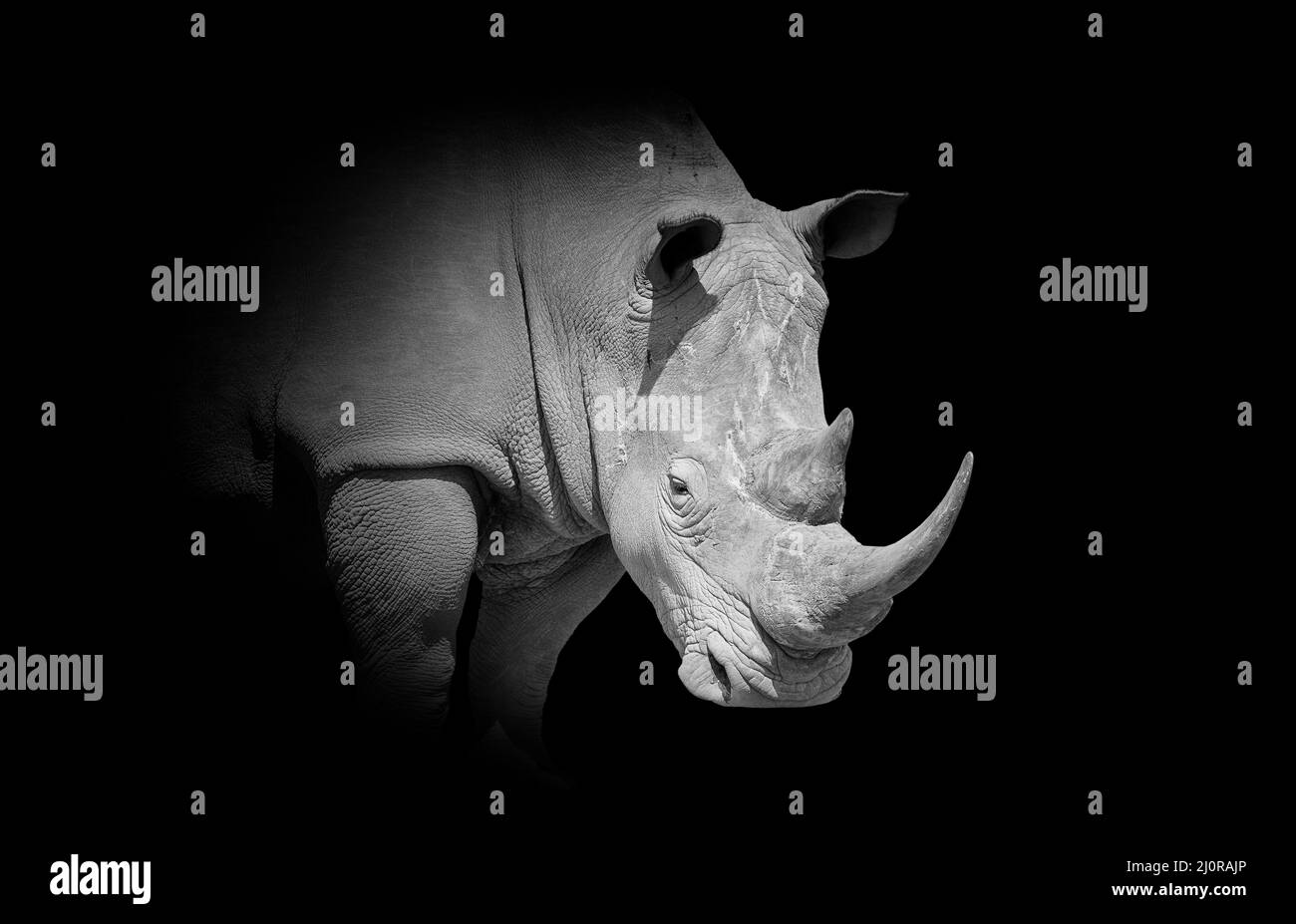 Afrikanisches weißes Nashorn auf dunklem Hintergrund. Schwarzweiß-Bild Stockfoto