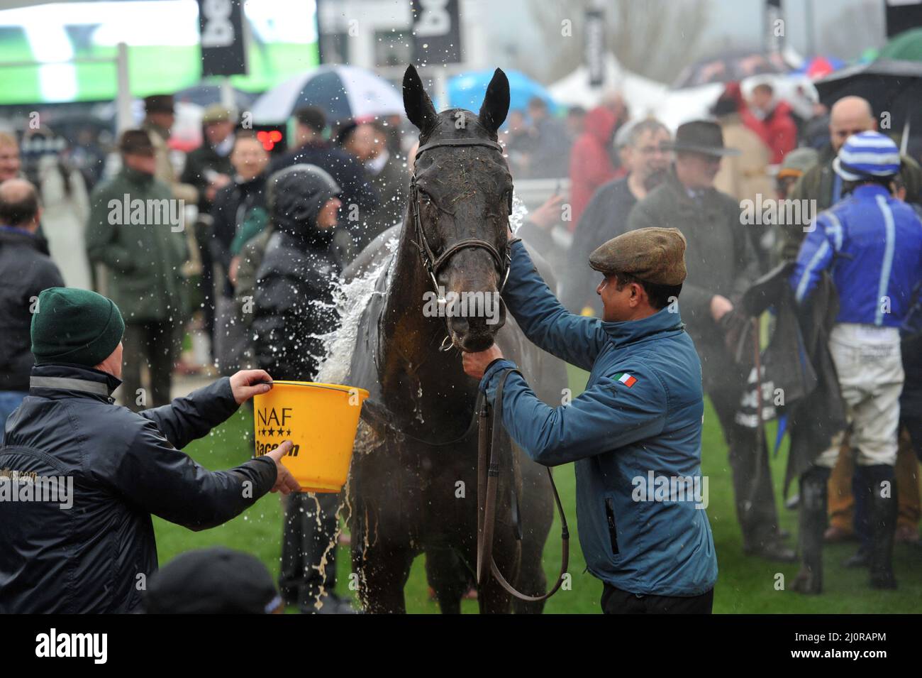 Queen Mother Champion Chase Race Sieger Energumene unter Paul Townend Tag 2, Rennen beim Cheltenham Gold Cup Festival in Cheltenham Racec Stockfoto