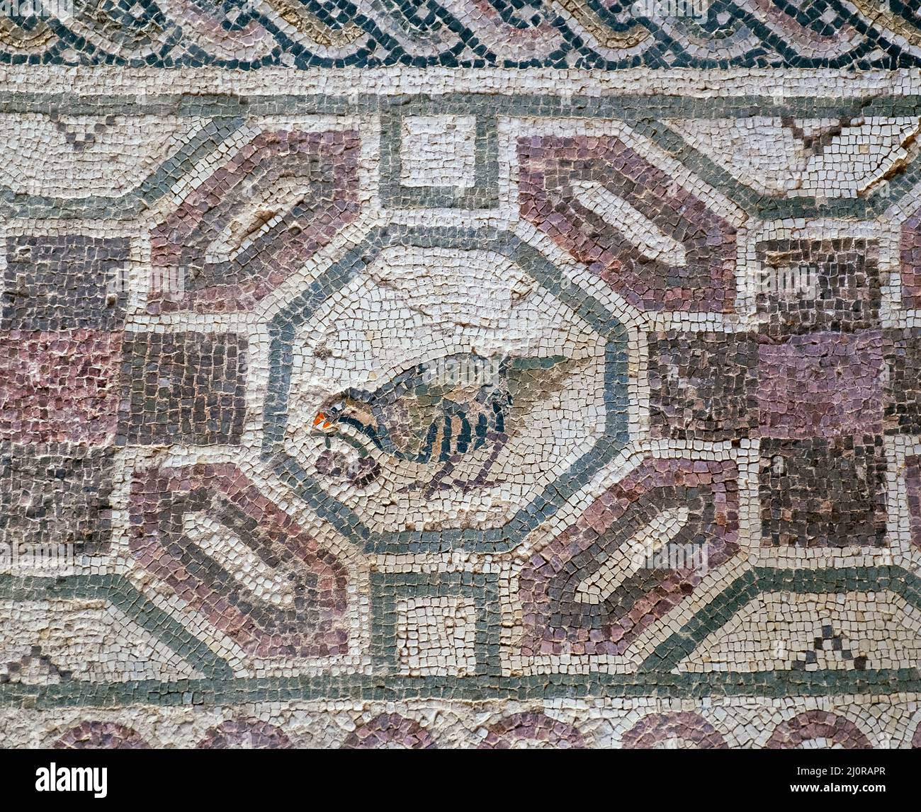 Vogel in einem Bodenmosaik im Haus des Dionysos, Archäologischer Park von Paphos, Republik Zypern dargestellt Stockfoto