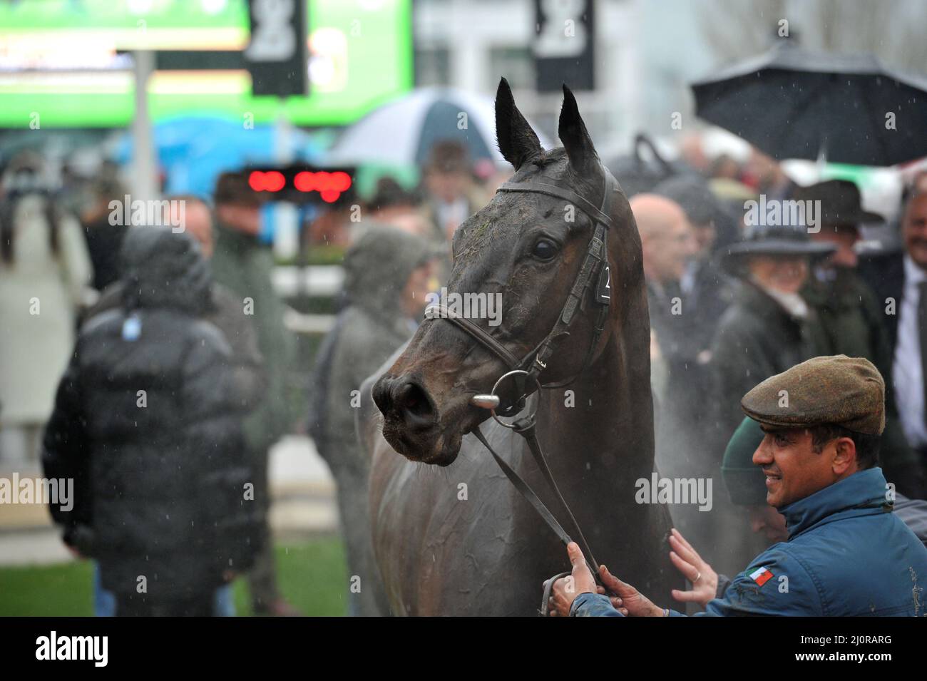 Queen Mother Champion Chase Race Sieger Energumene unter Paul Townend Tag 2, Rennen beim Cheltenham Gold Cup Festival in Cheltenham Racec Stockfoto